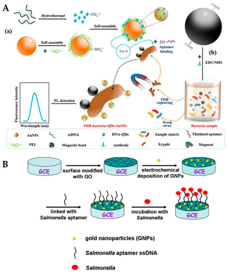 Biosensors 12 00365 g003 550