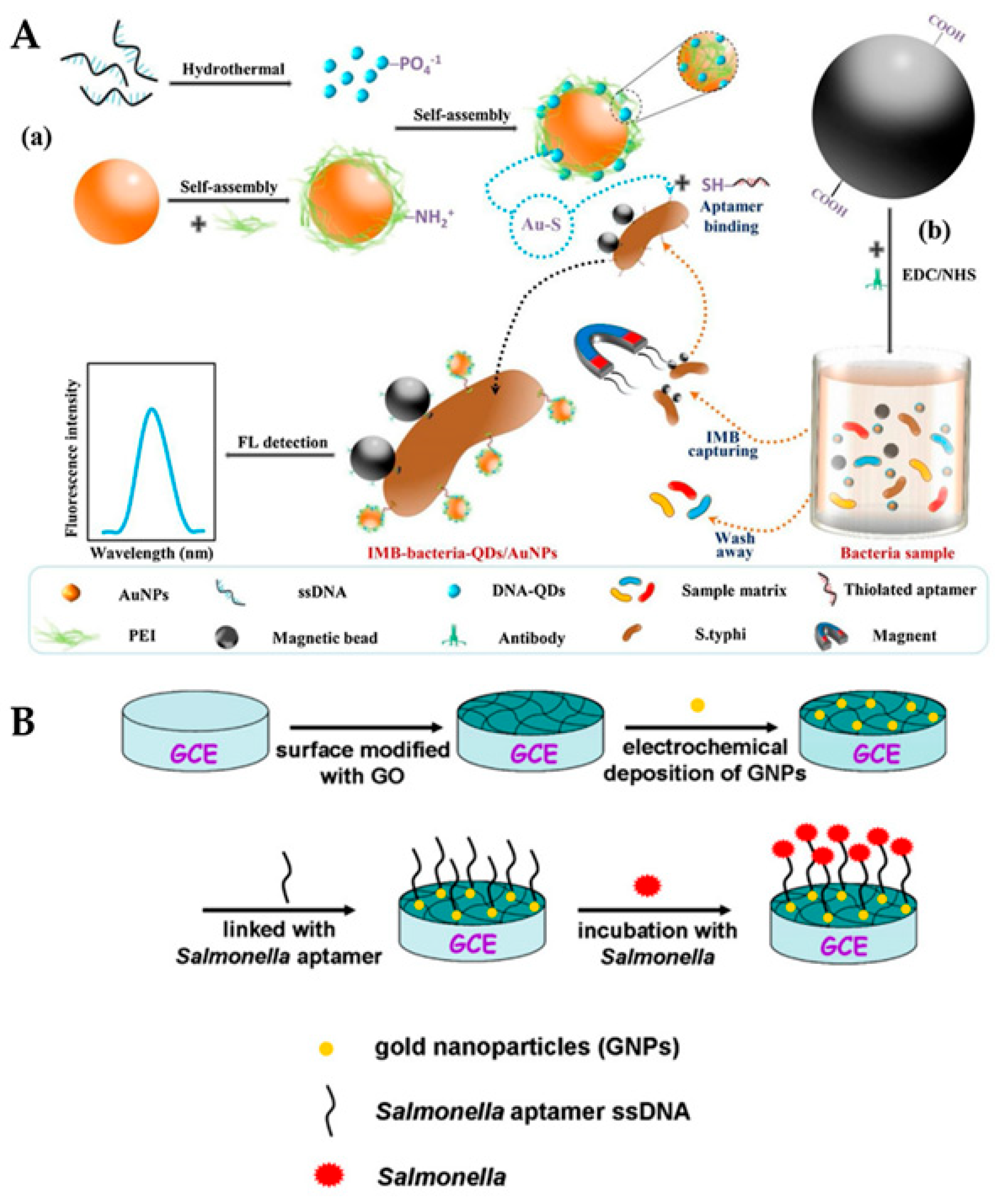 Biosensors 12 00365 g003