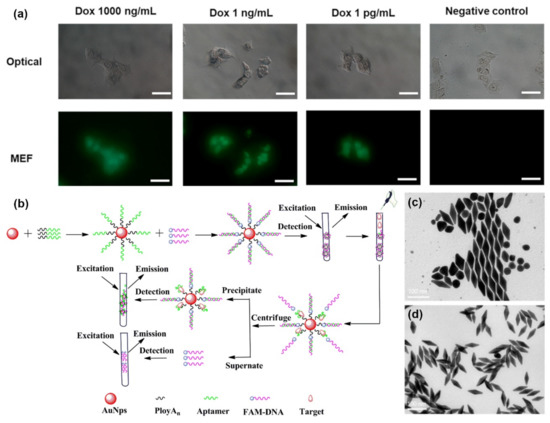 Biosensors 12 00418 g004 550