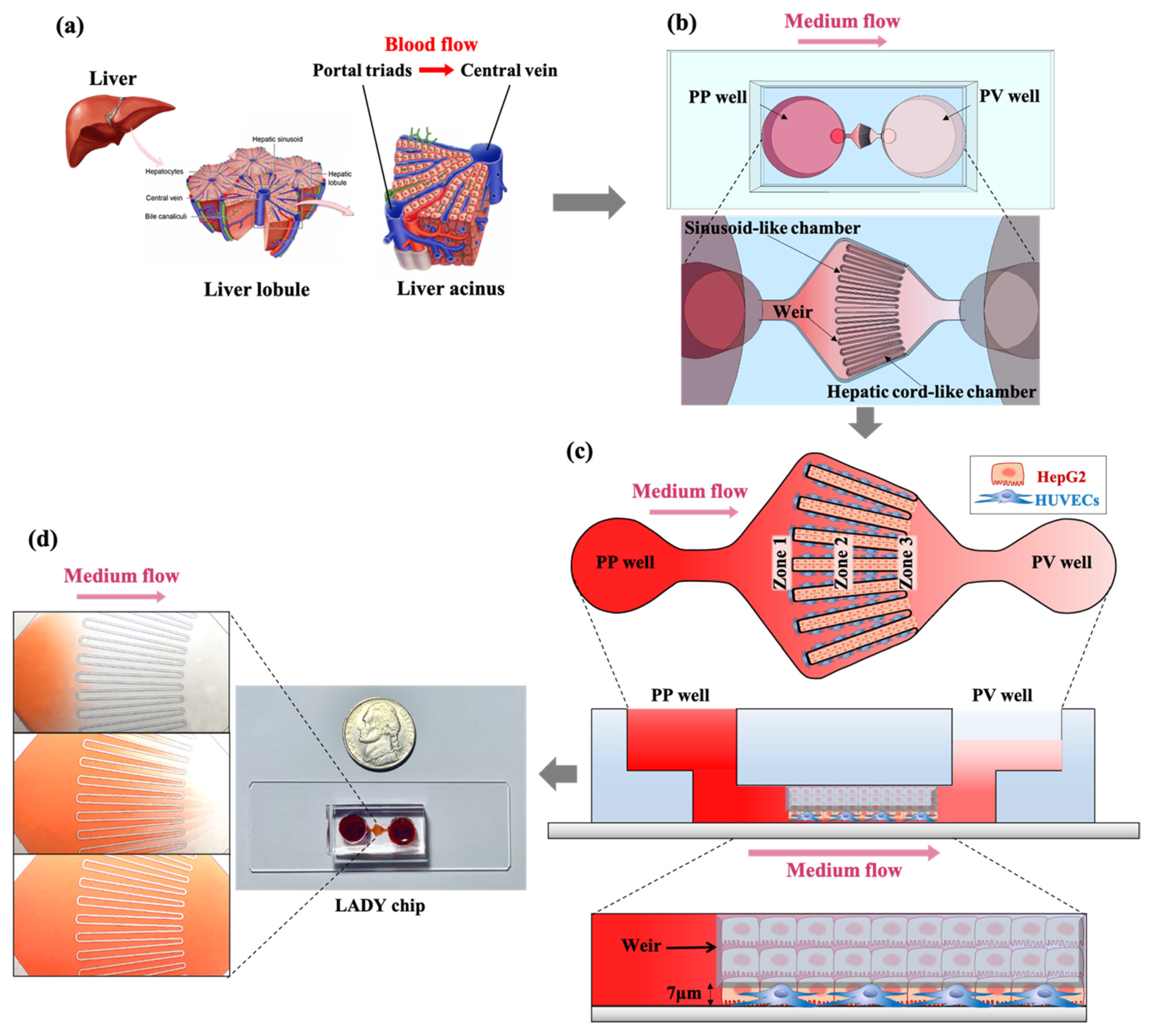 Biosensors 12 00445 g001