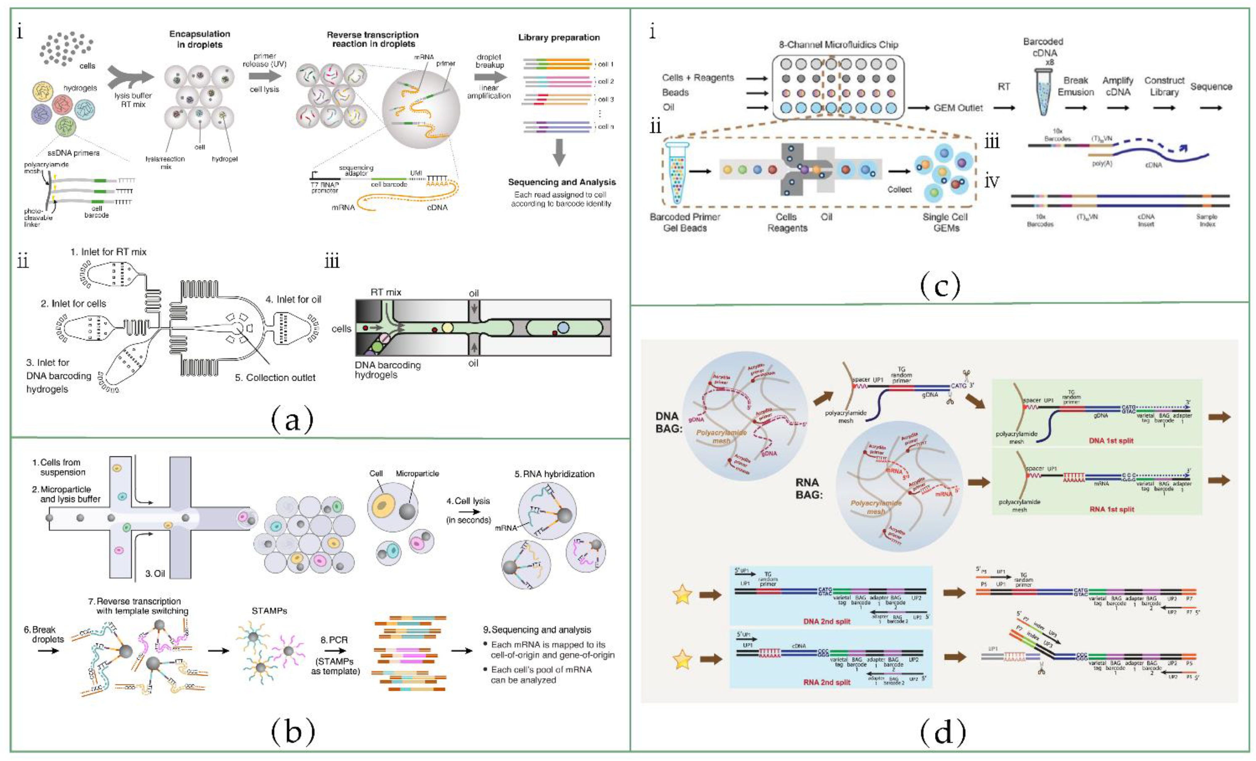 Biosensors 12 00450 g004