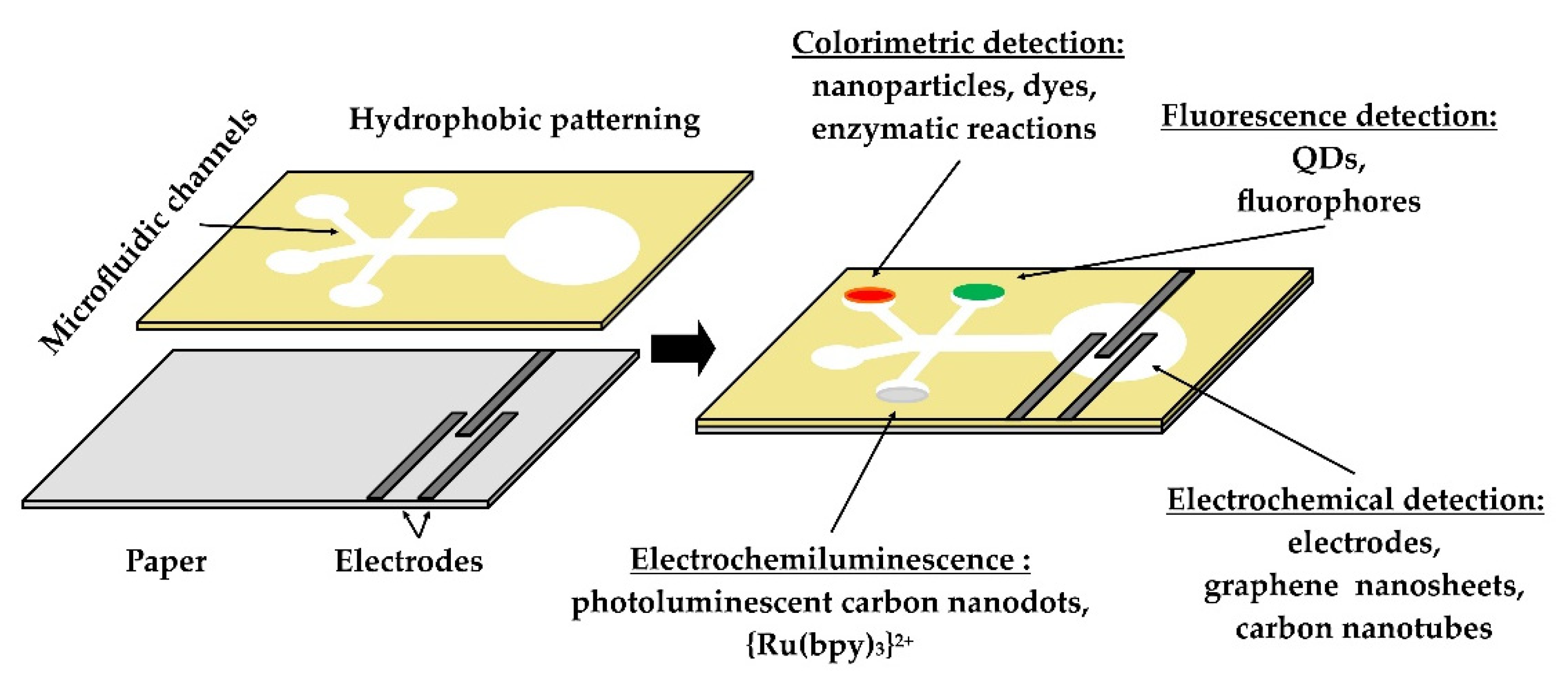 Biosensors 12 00455 g003