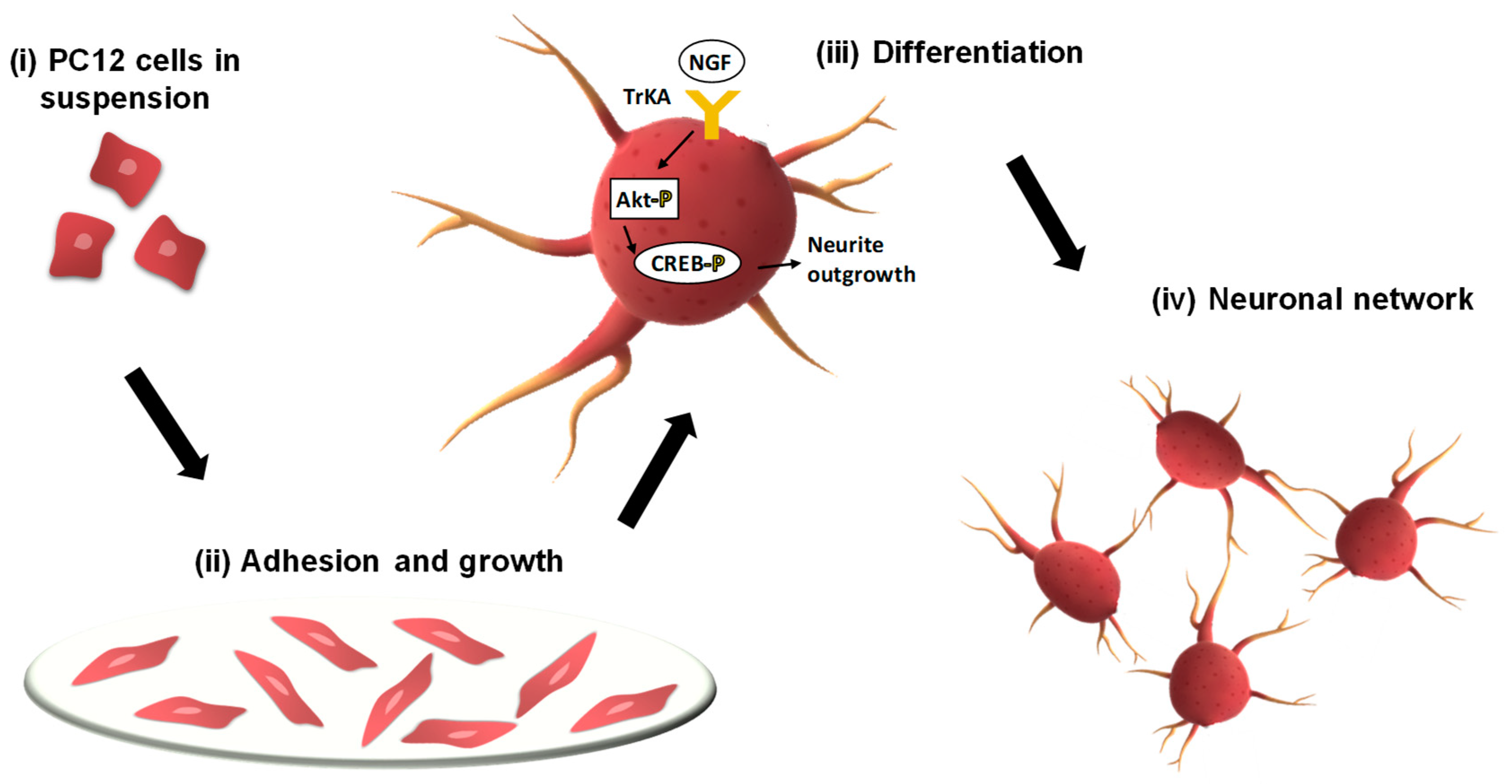 Biosensors 12 00500 g001