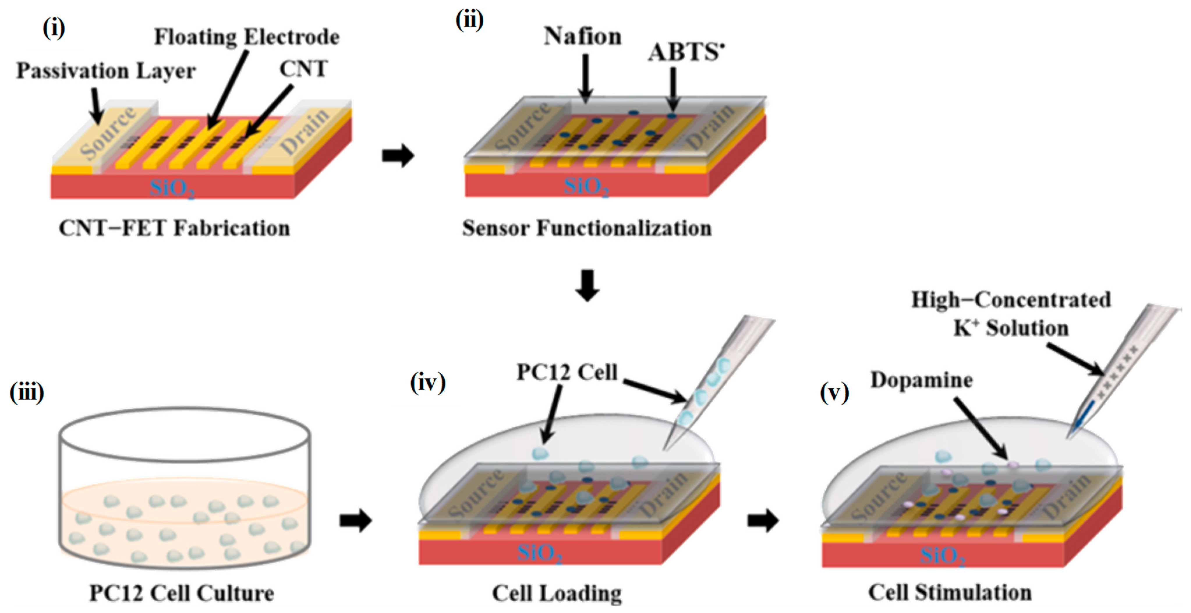 Biosensors 12 00500 g005