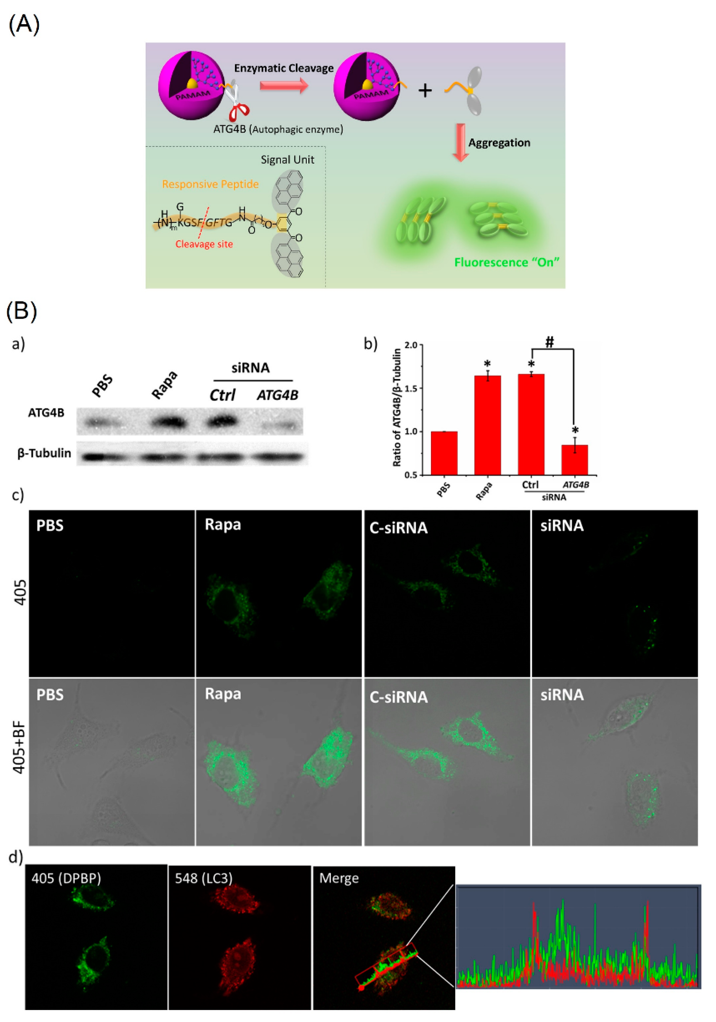 Biosensors 12 00550 g007