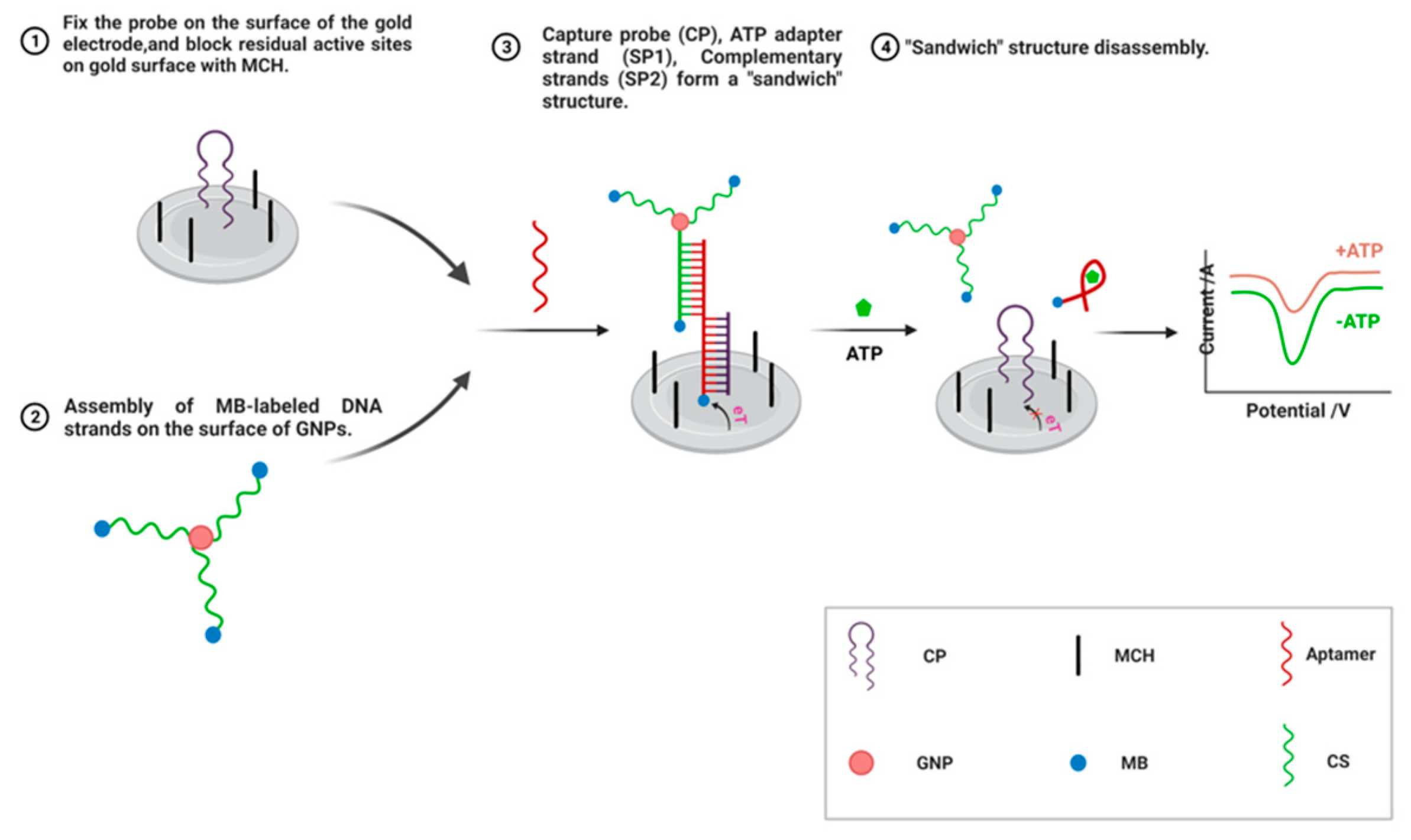 Biosensors 12 00566 g003