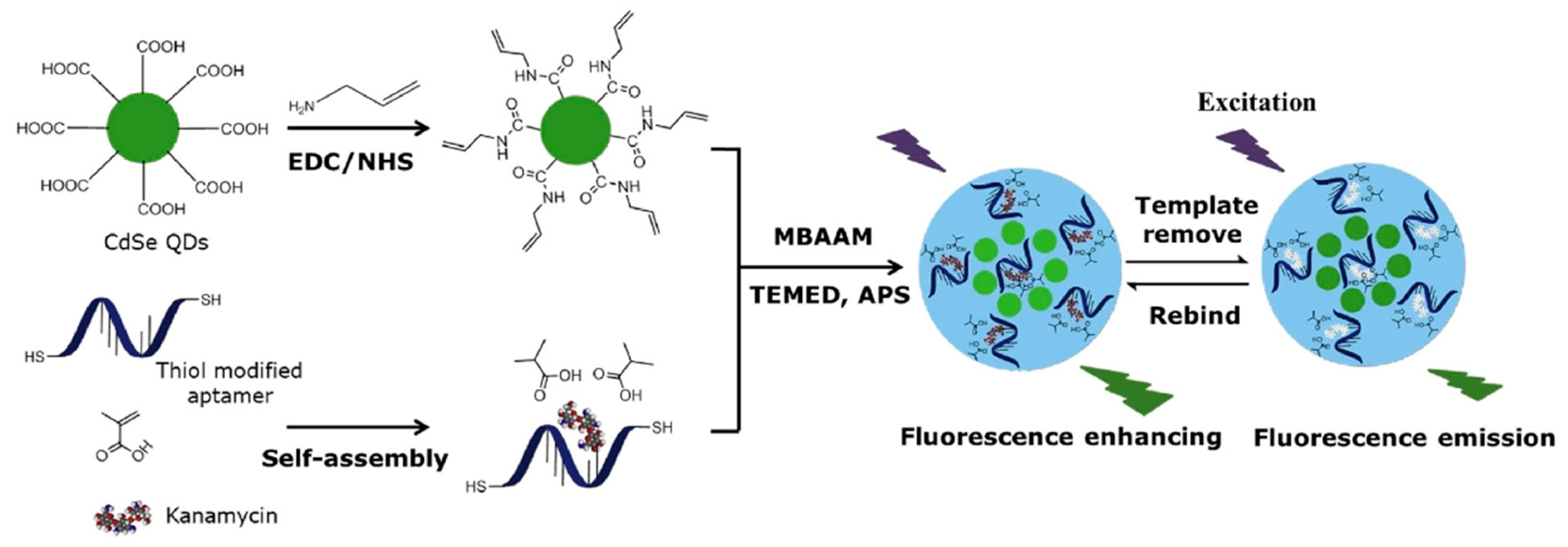 Biosensors 12 00576 g003