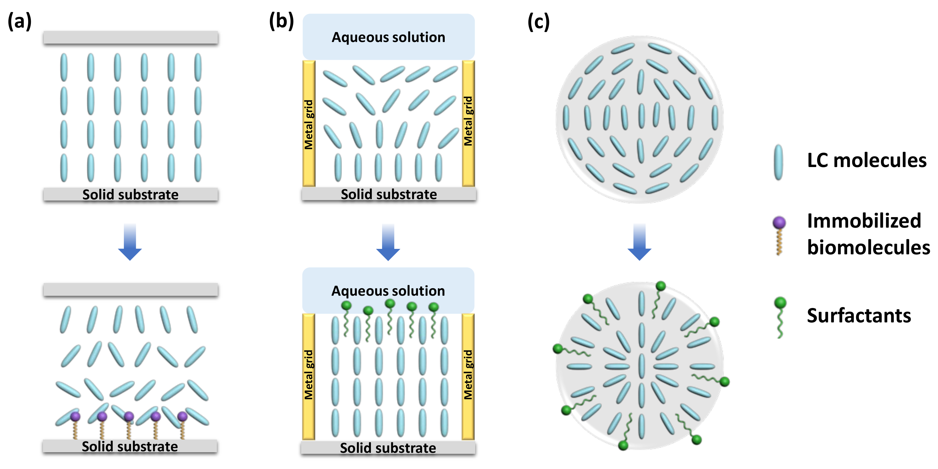 Biosensors 12 00577 g002