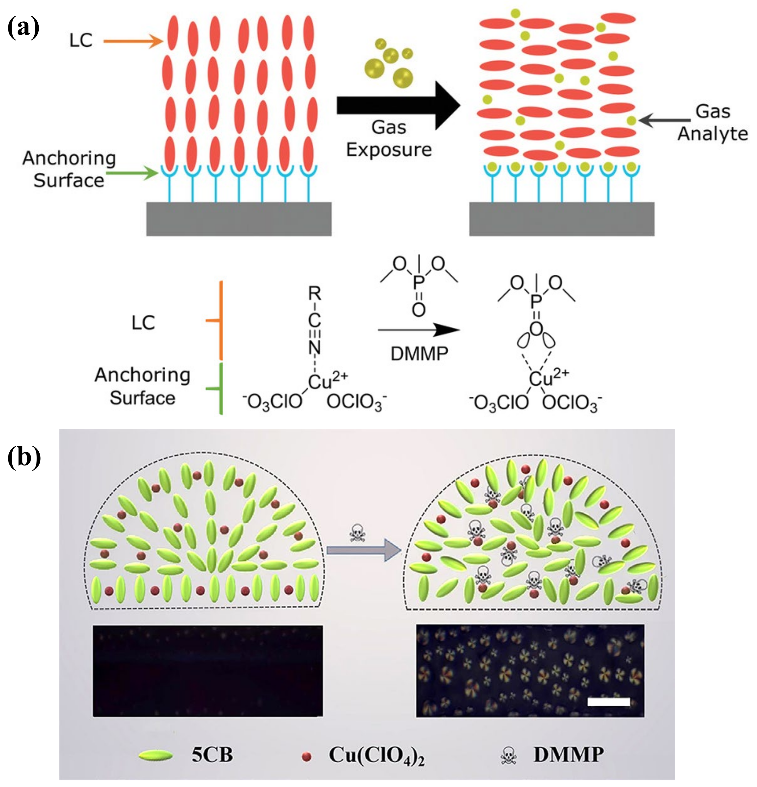 Biosensors 12 00577 g011
