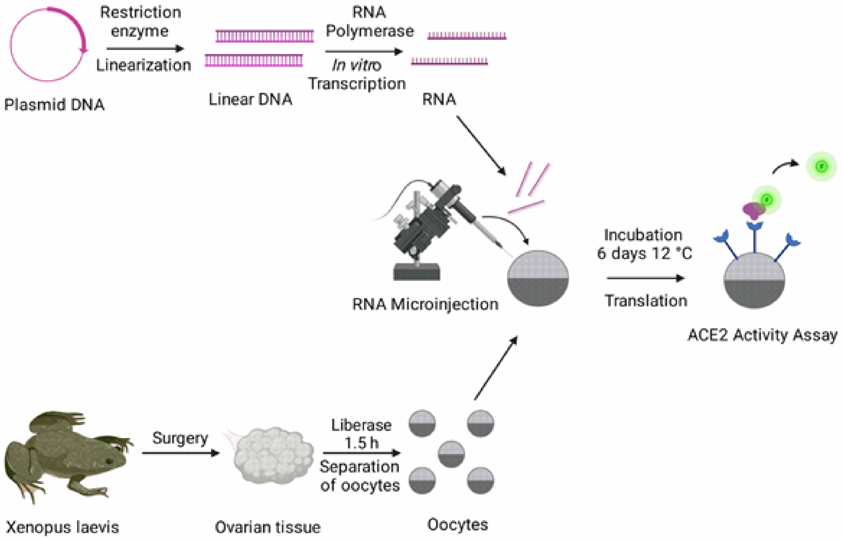 Biosensors 12 00601 g001