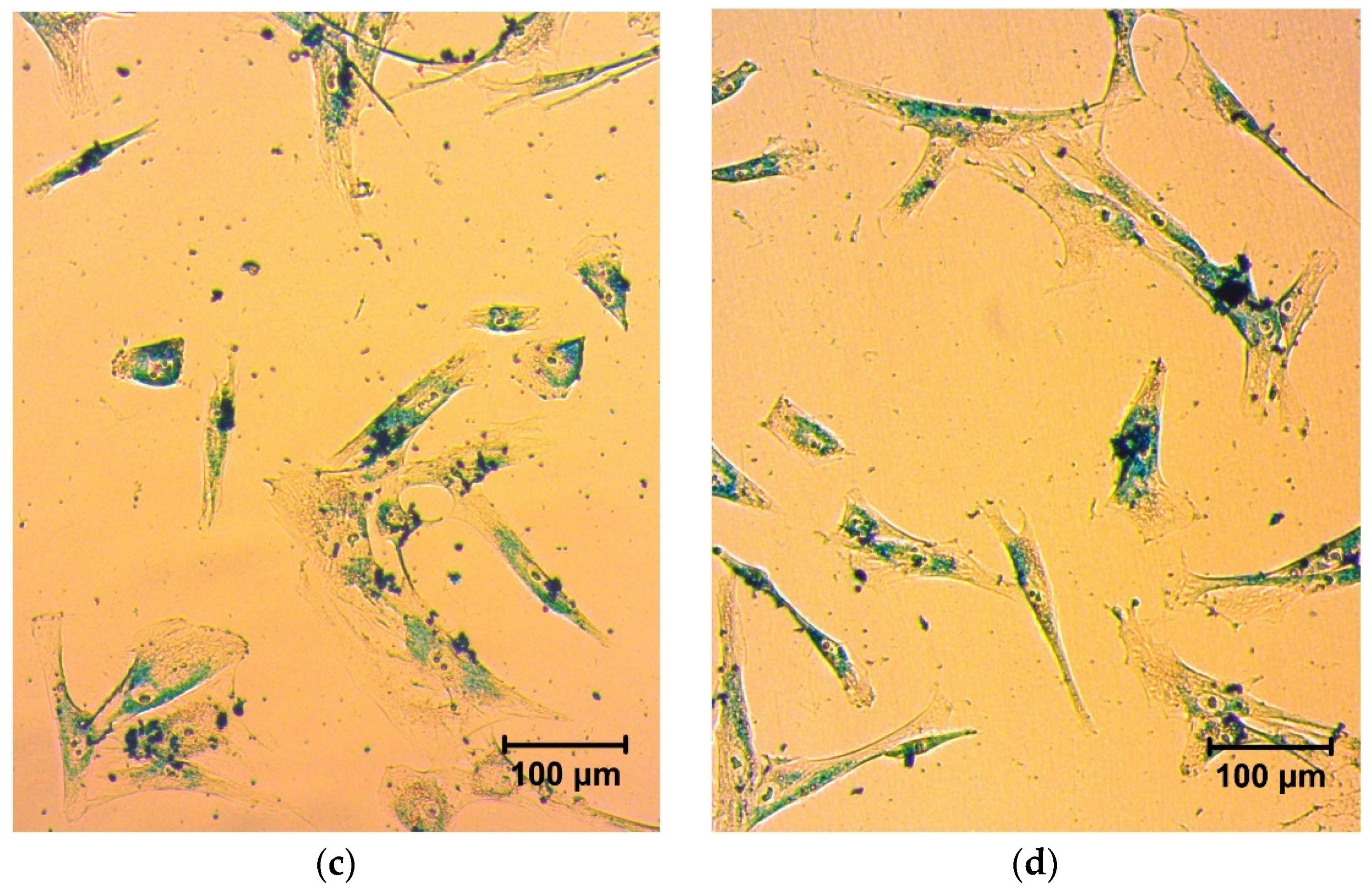 Biosensors 12 00627 g004b