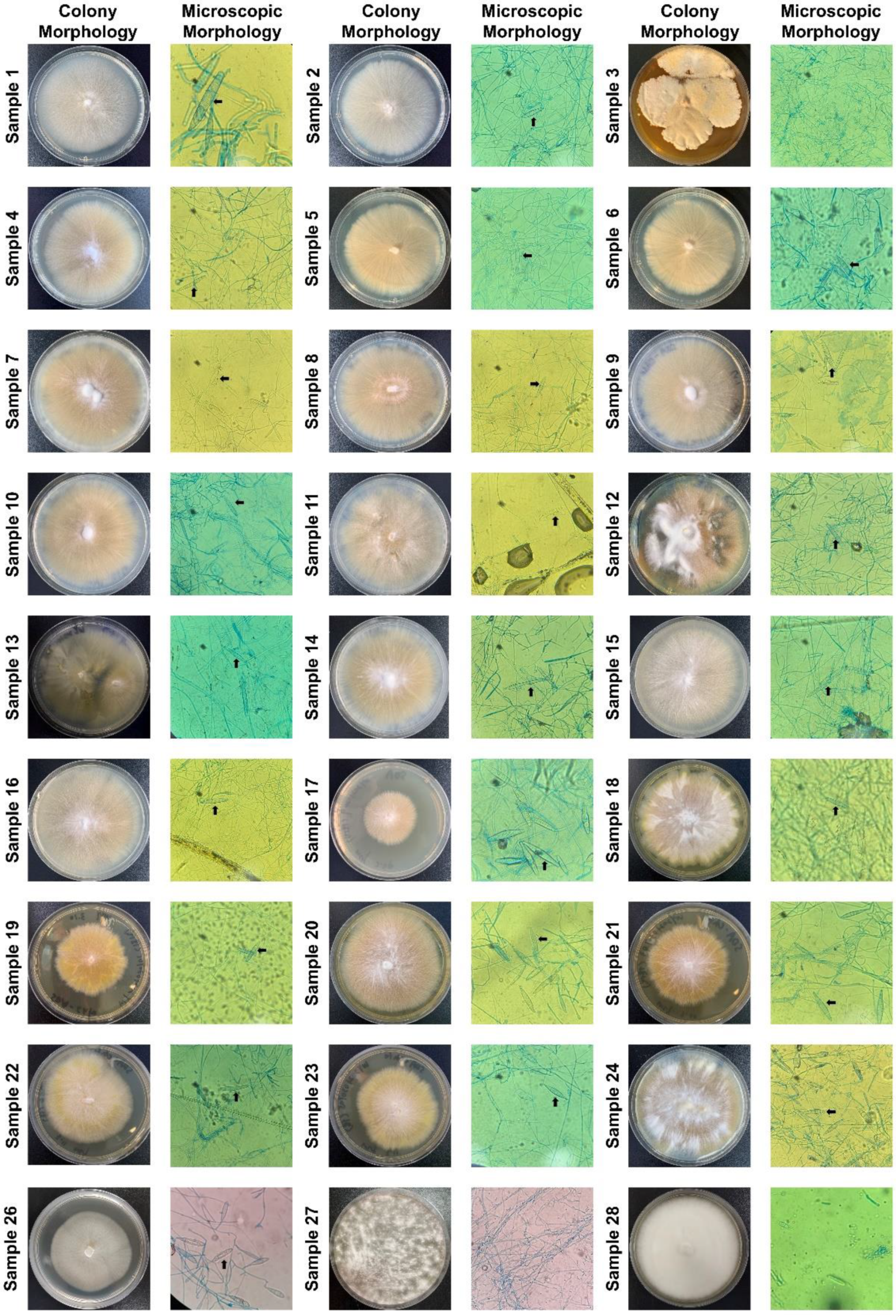 Biosensors 12 00636 g006
