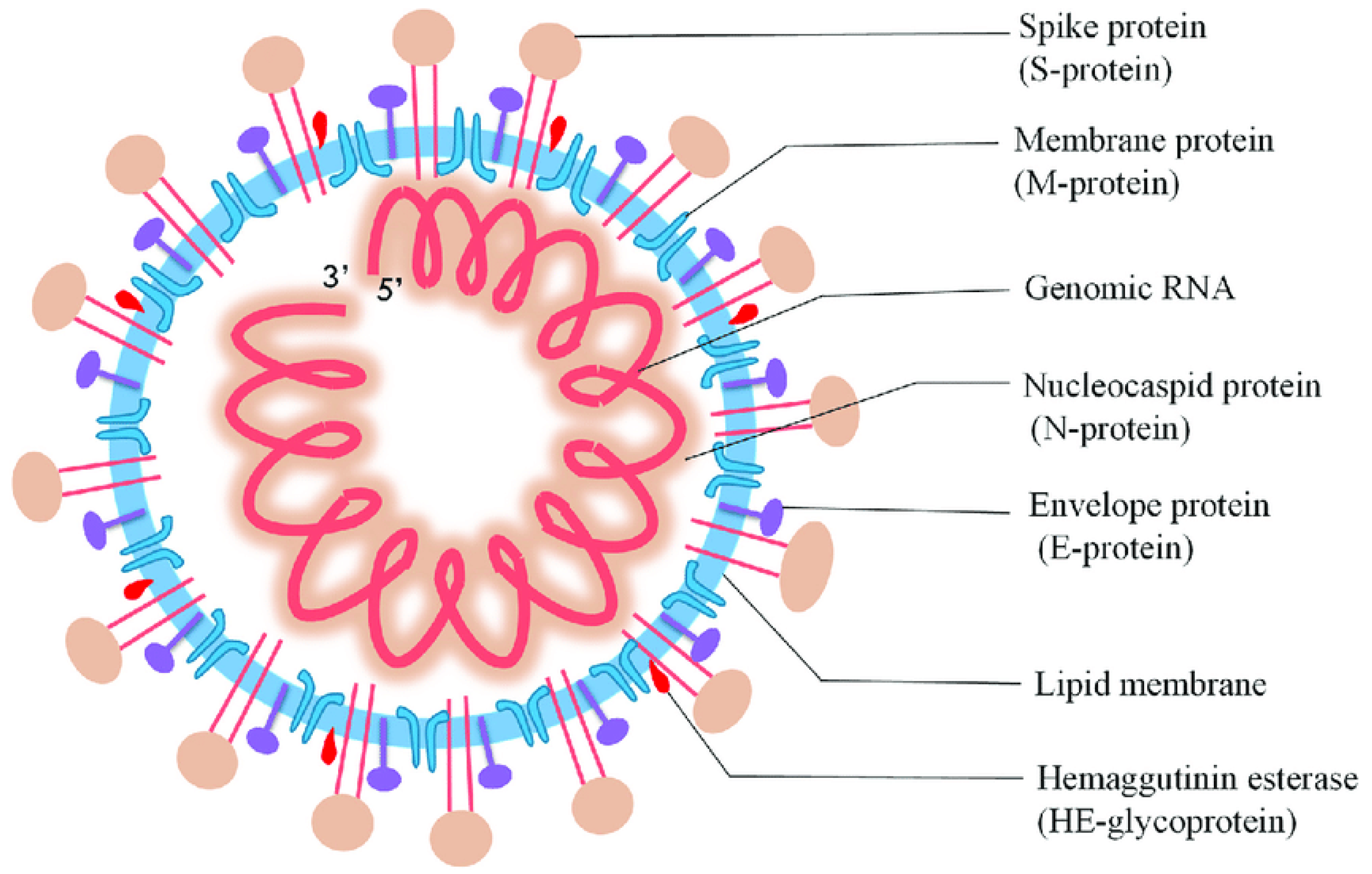 Biosensors 12 00637 g001