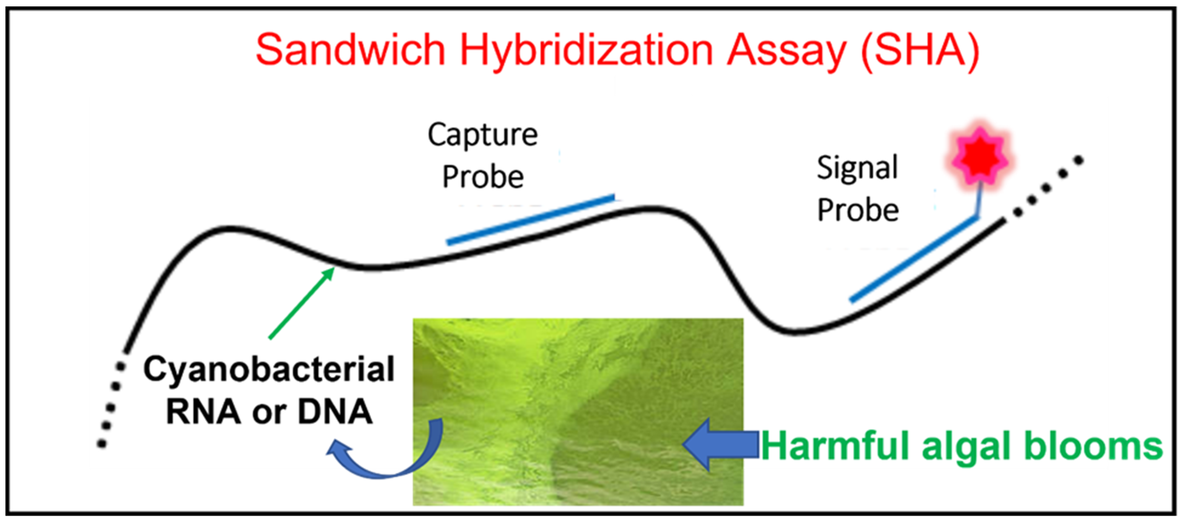 Biosensors 12 00640 g001