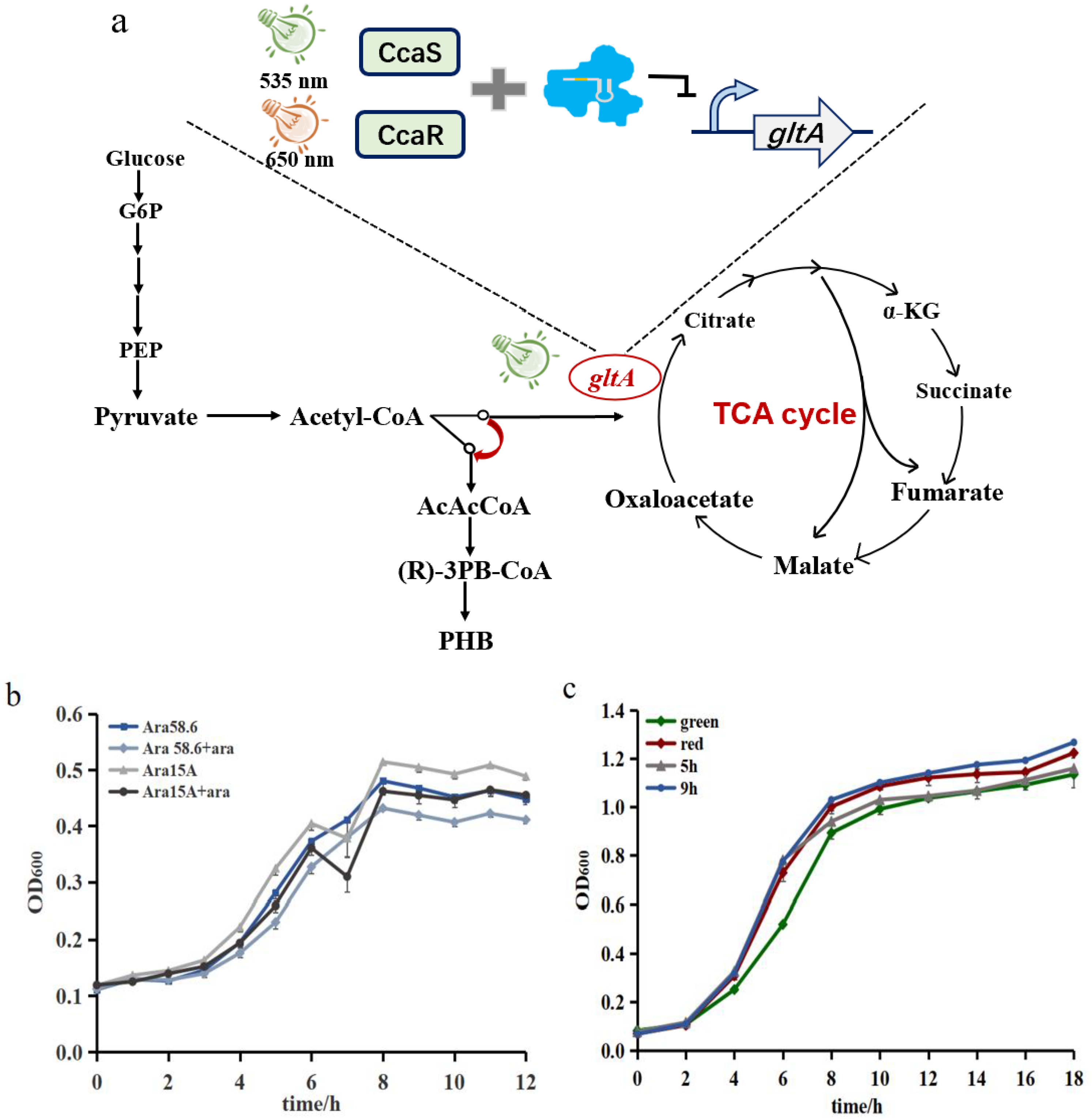 Biosensors 12 00642 g004