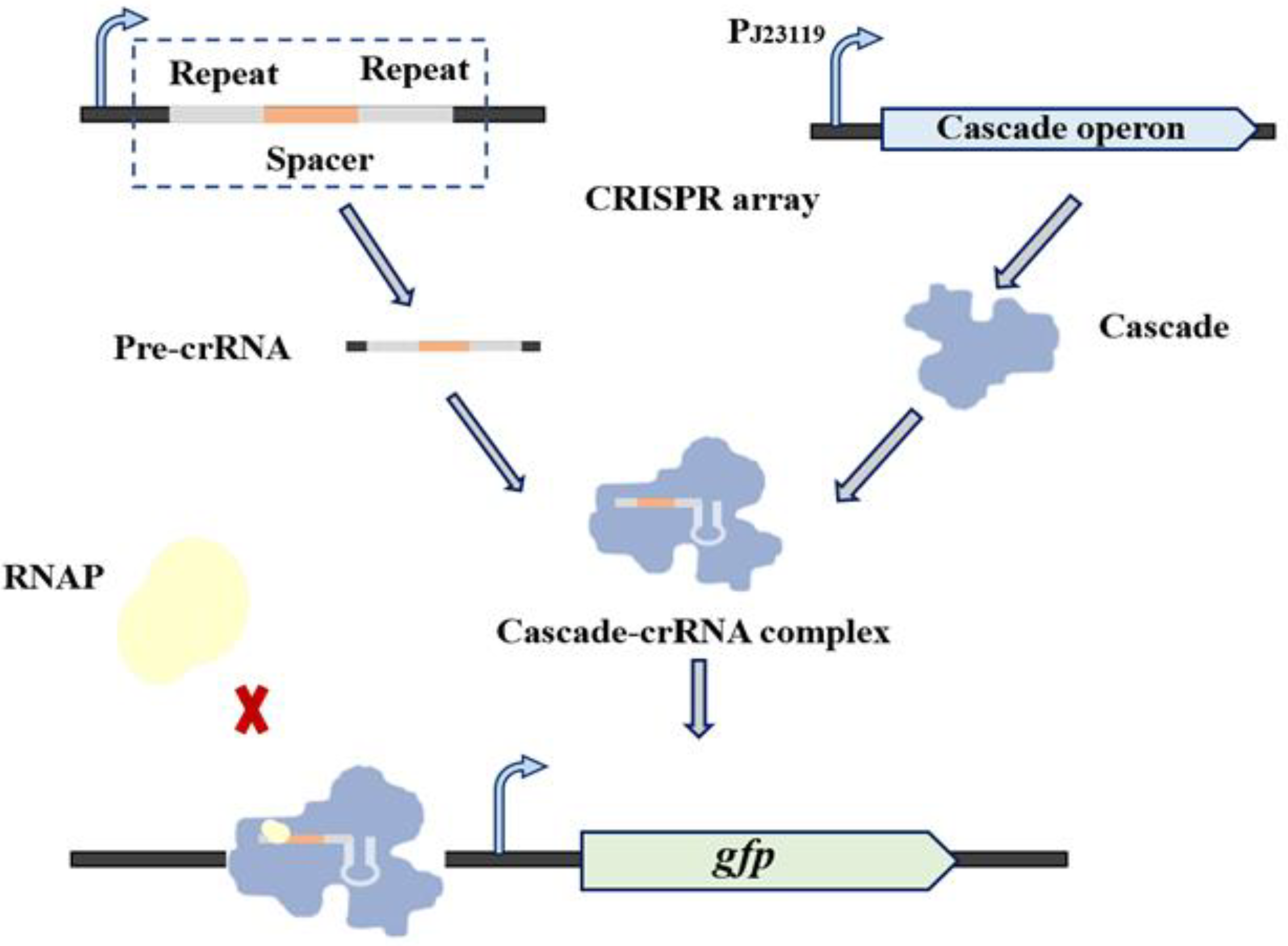 Biosensors 12 00642 g005