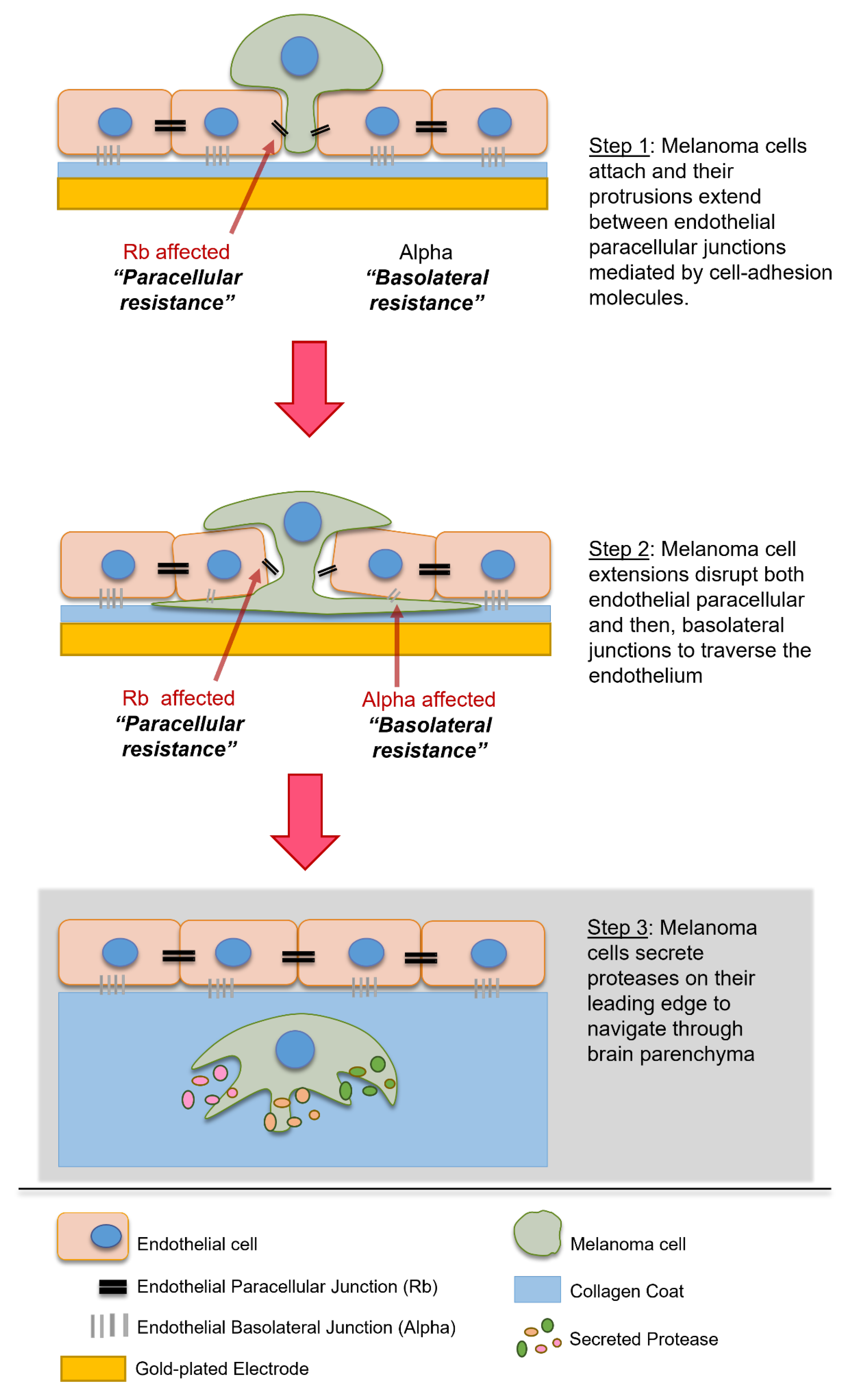 Biosensors 12 00660 g008