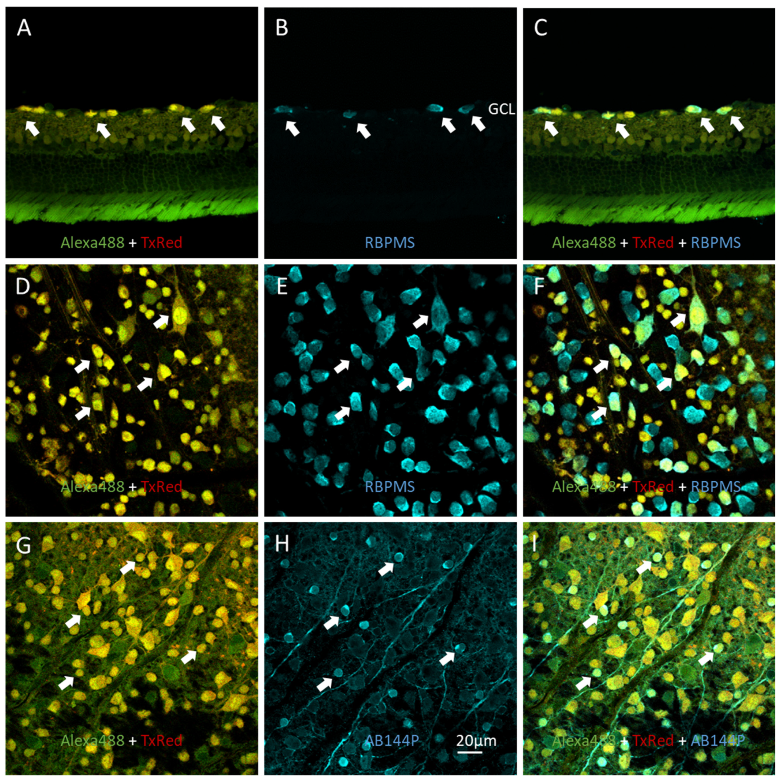 Biosensors 12 00693 g002 Biosensors 12 00693 g002
