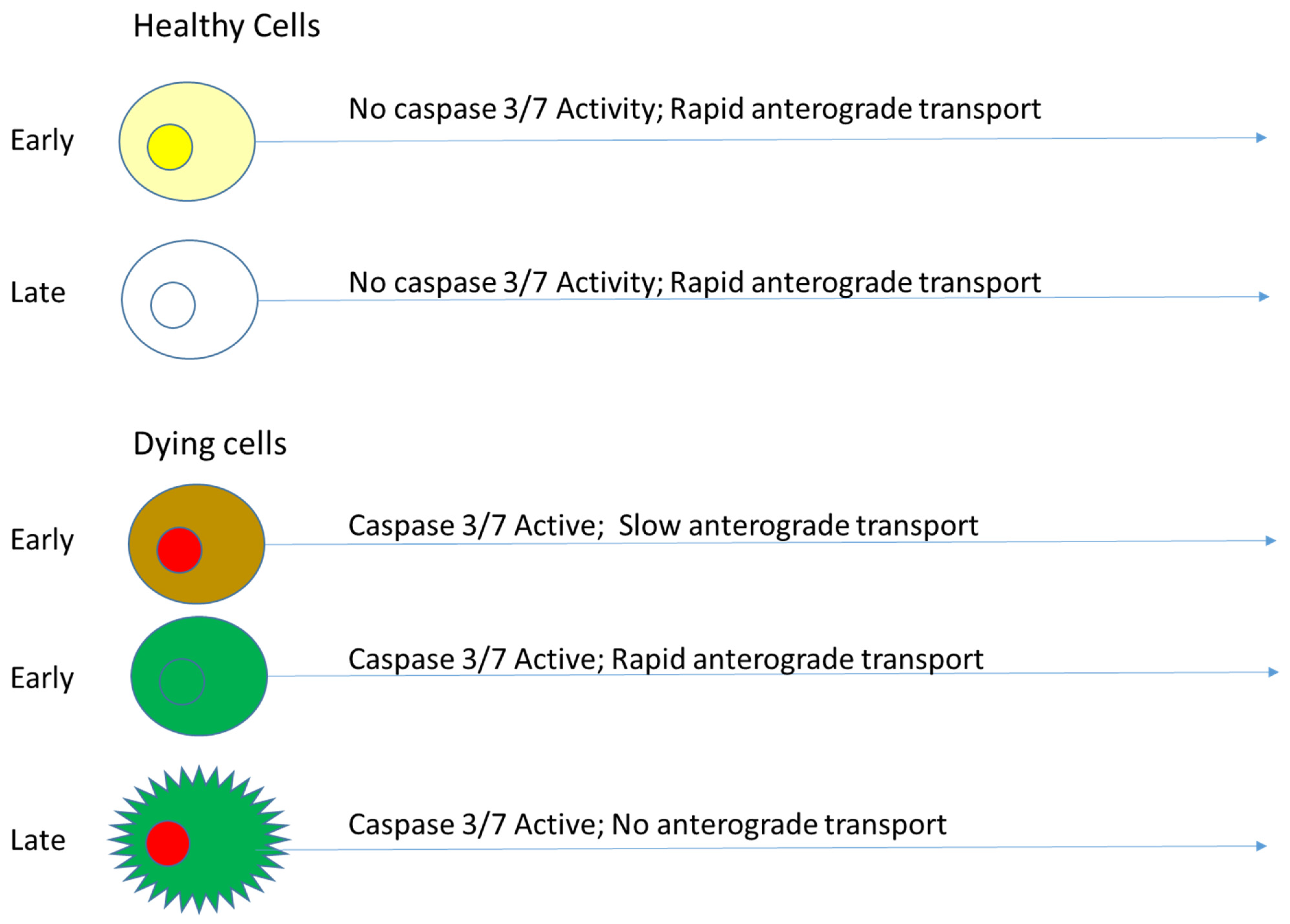 Biosensors 12 00693 g005 Biosensors 12 00693 g005