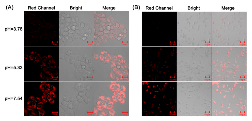 Biosensors 12 00696 g003