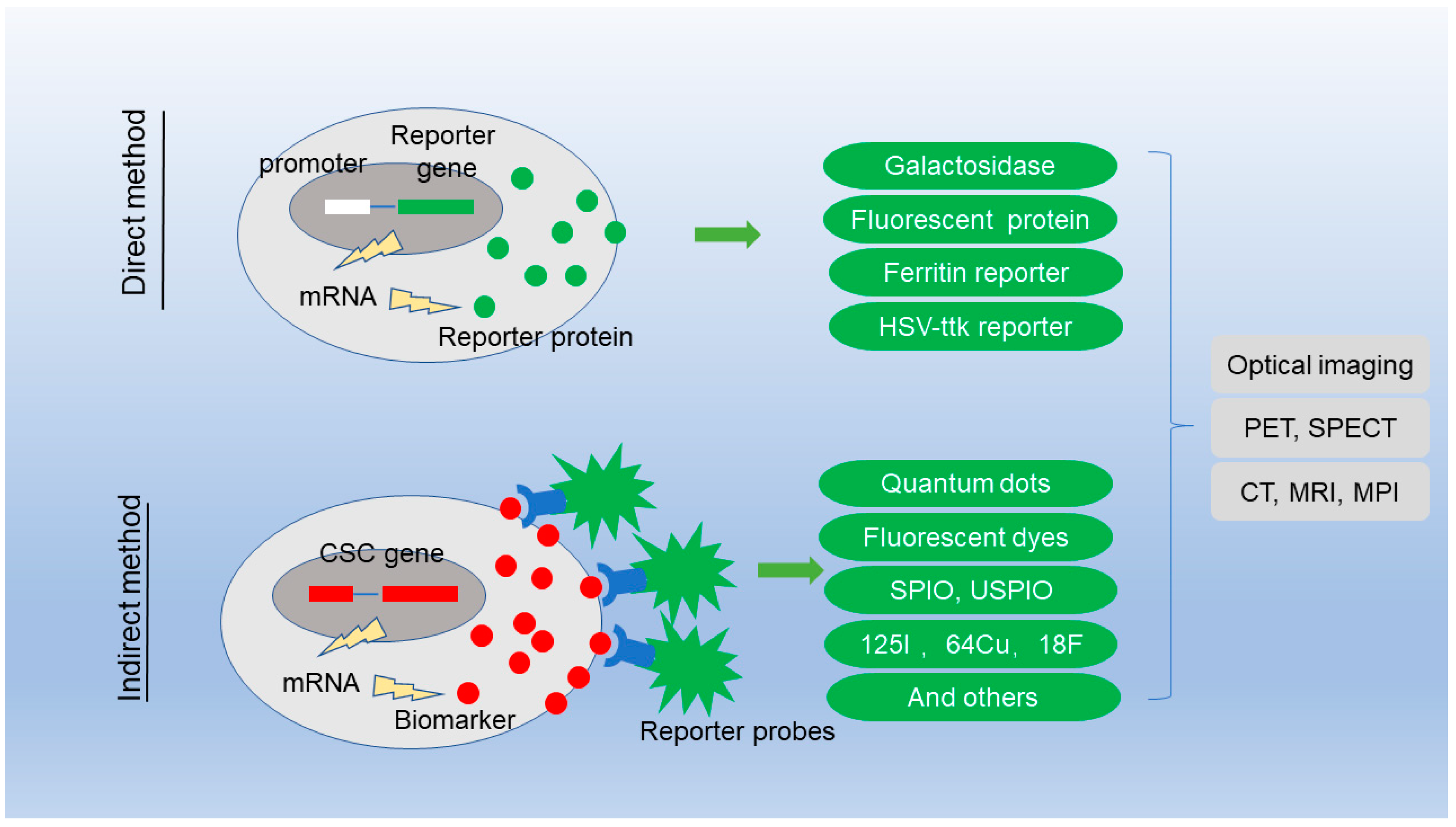 Biosensors 12 00703 g001