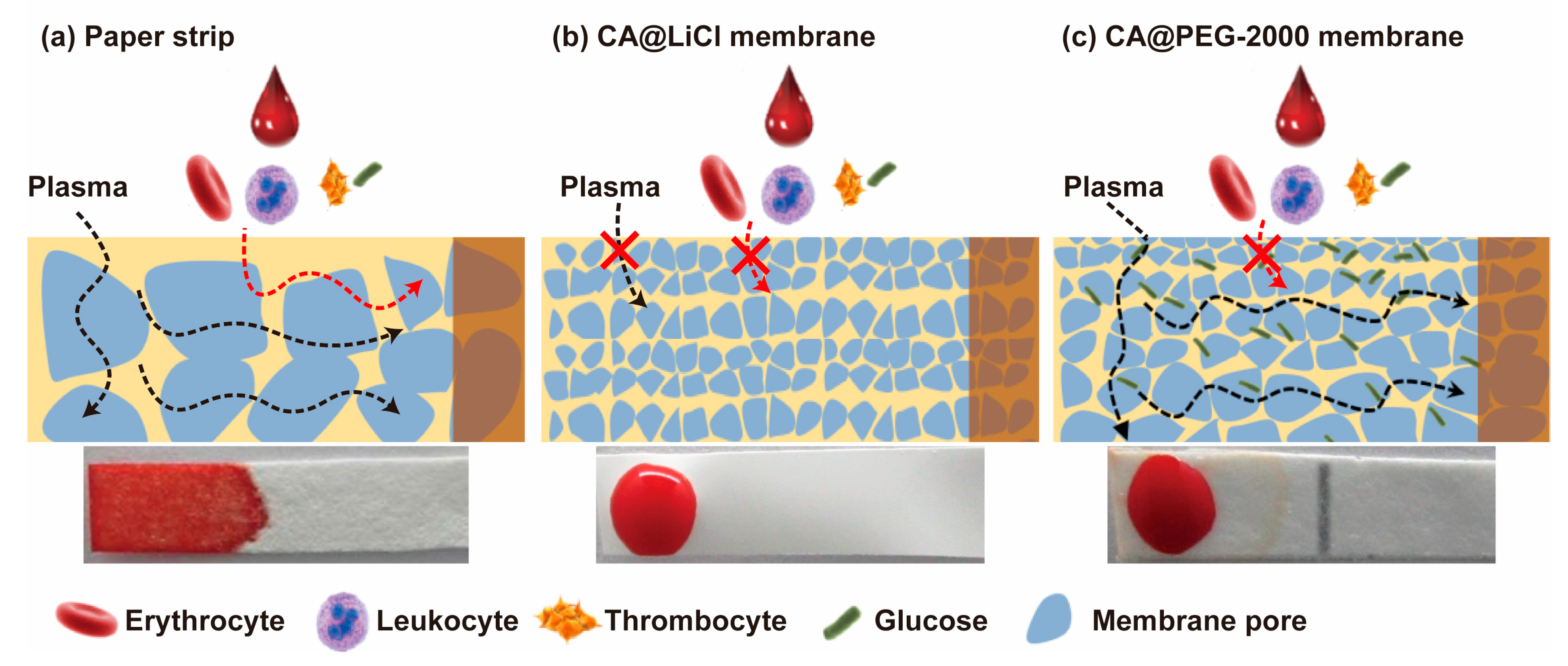 Biosensors 12 00712 sch001 Biosensors 12 00712 sch001
