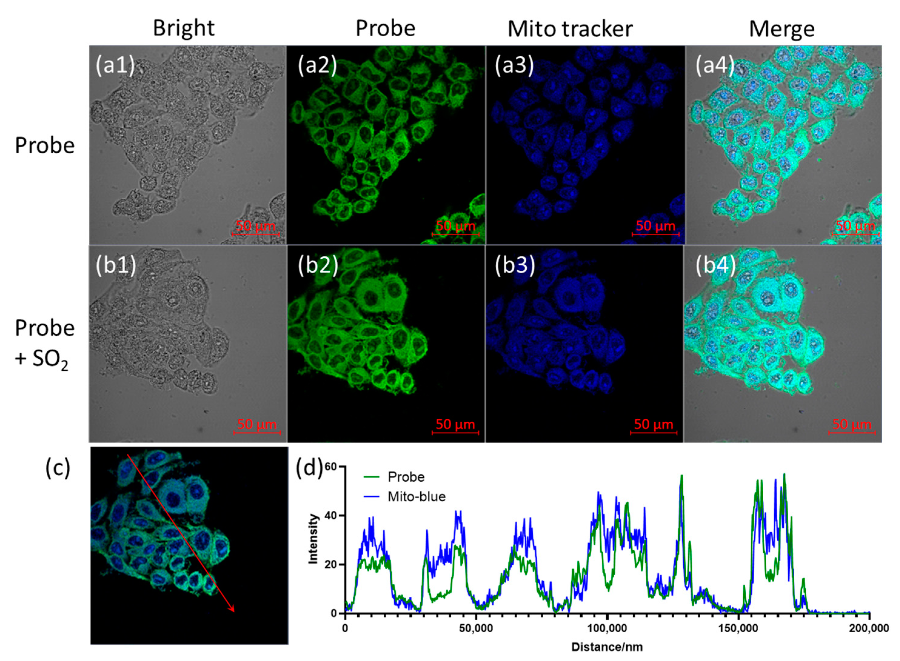 Biosensors 12 00715 g005