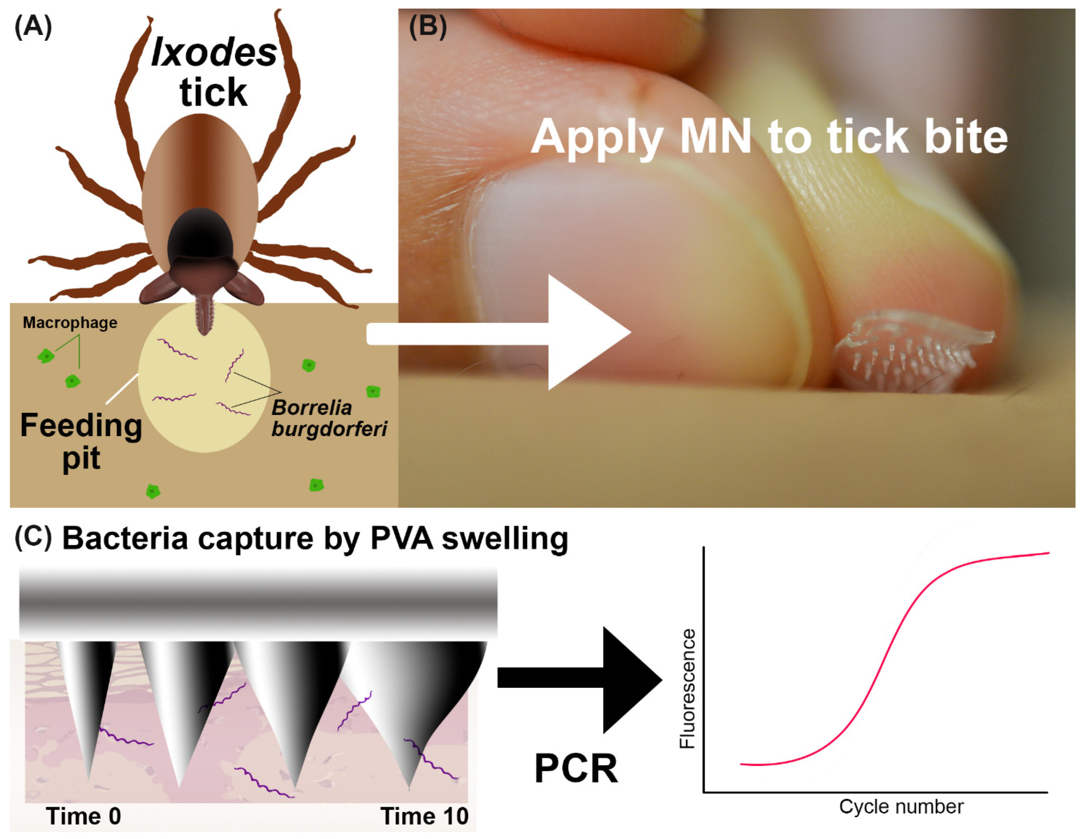 Biosensors 12 00819 g001