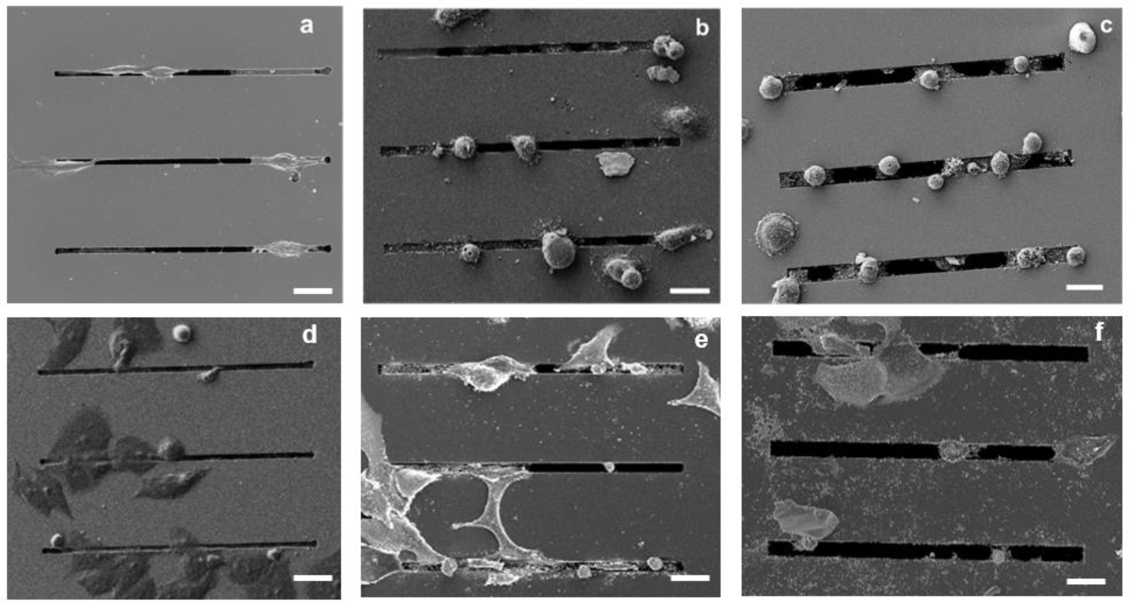 Biosensors 12 00822 g003