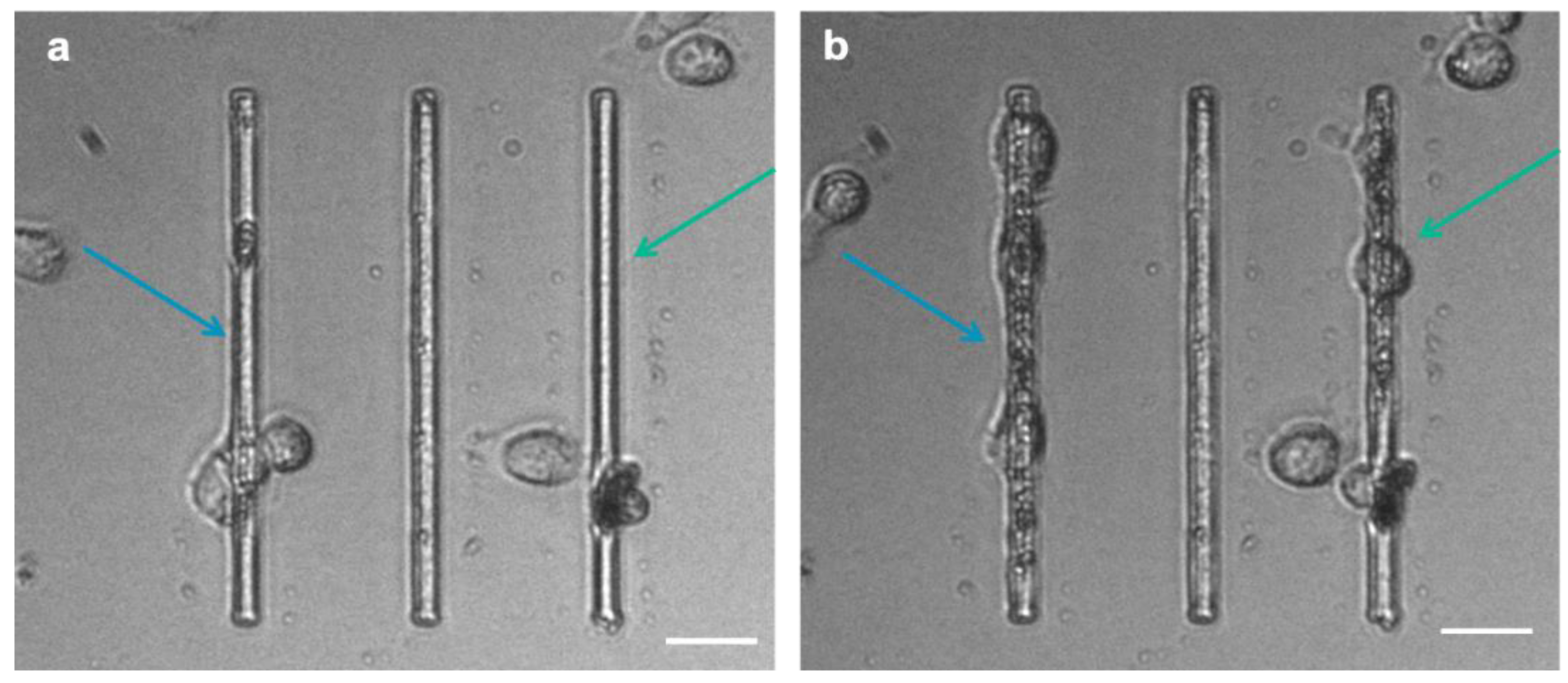 Biosensors 12 00822 g009