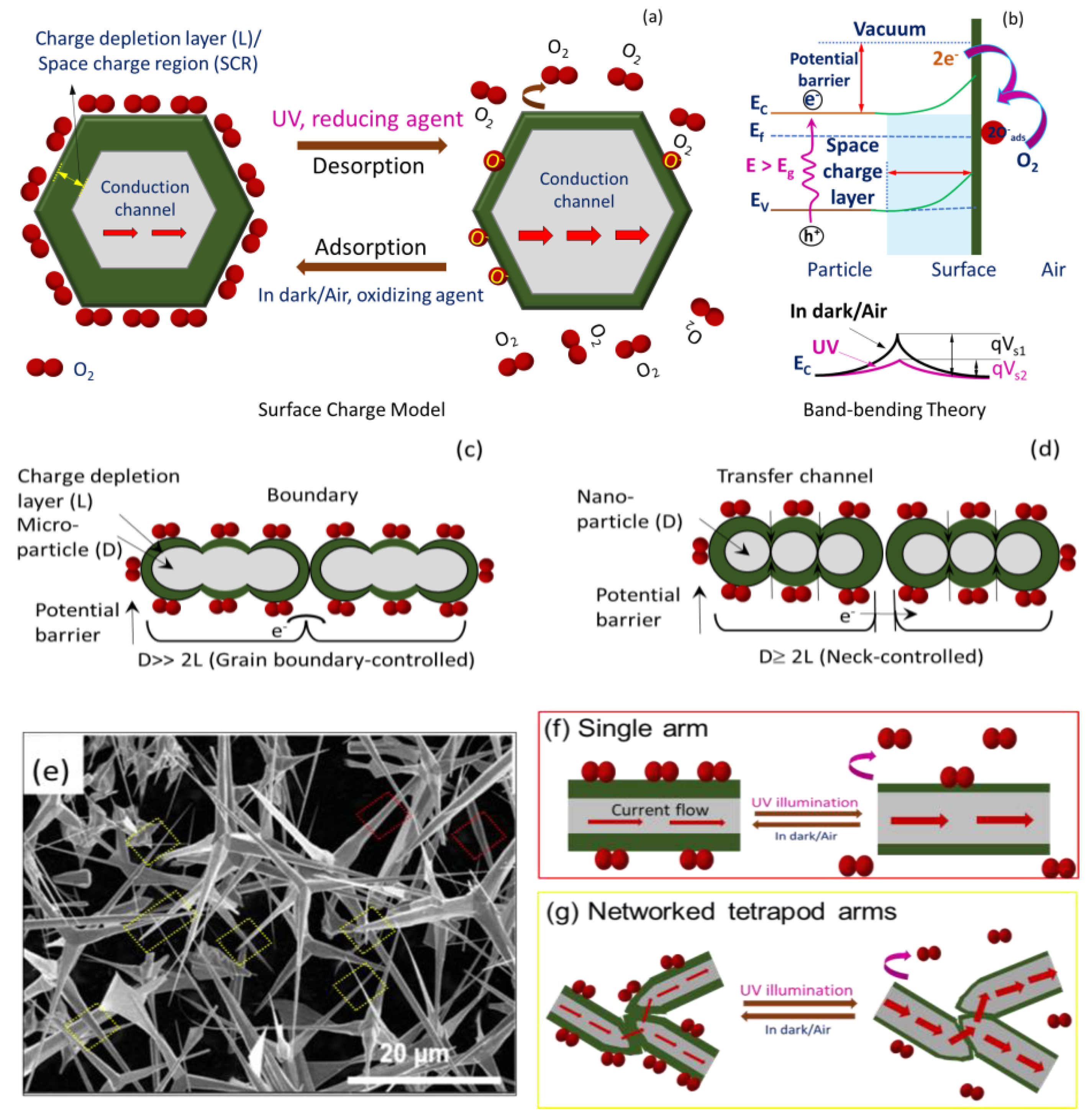 Biosensors 12 00837 g005