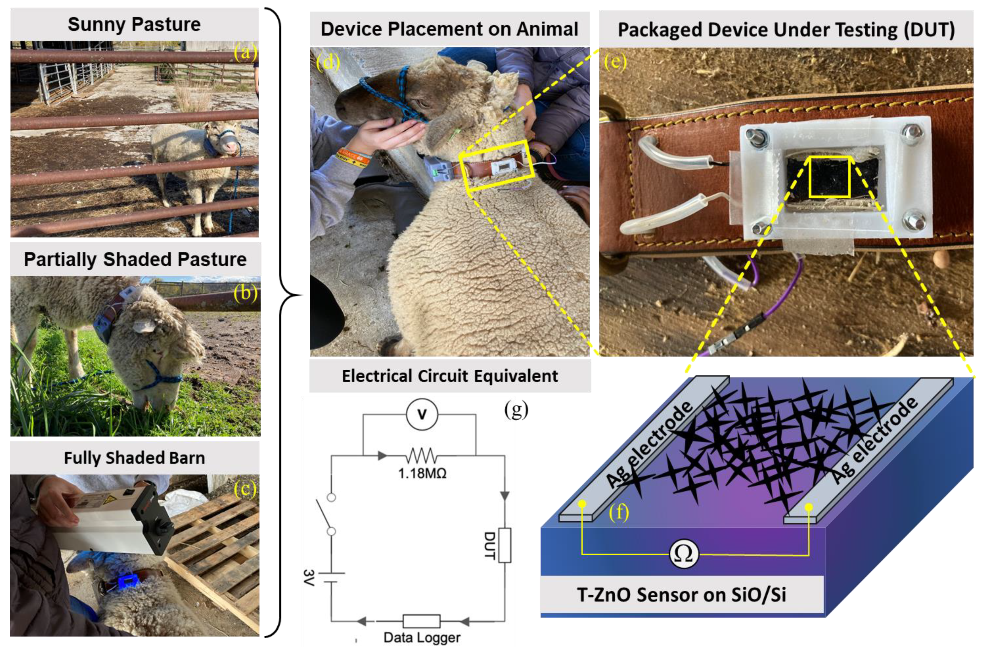 Biosensors 12 00837 g006