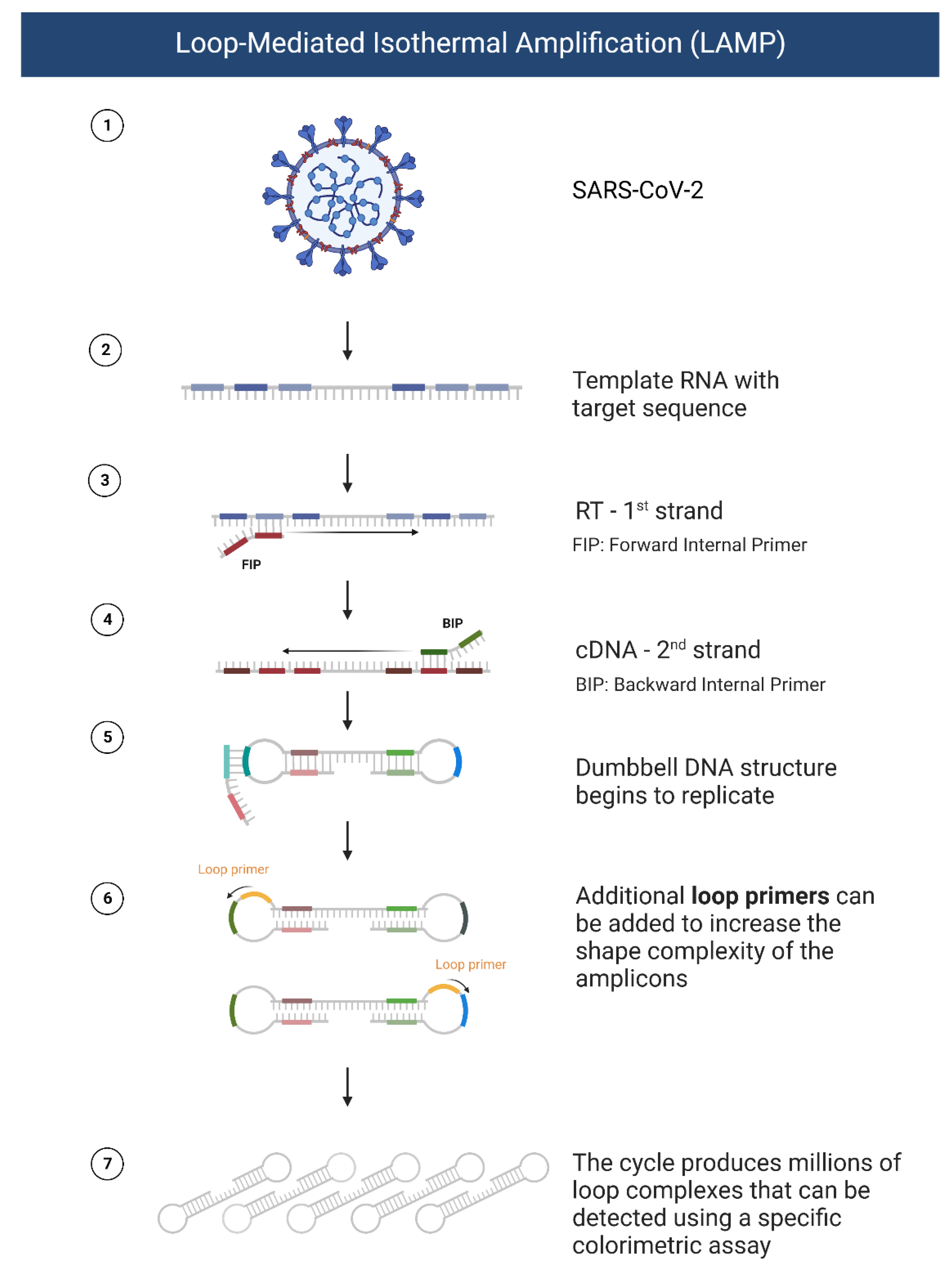 Biosensors 12 00898 g004