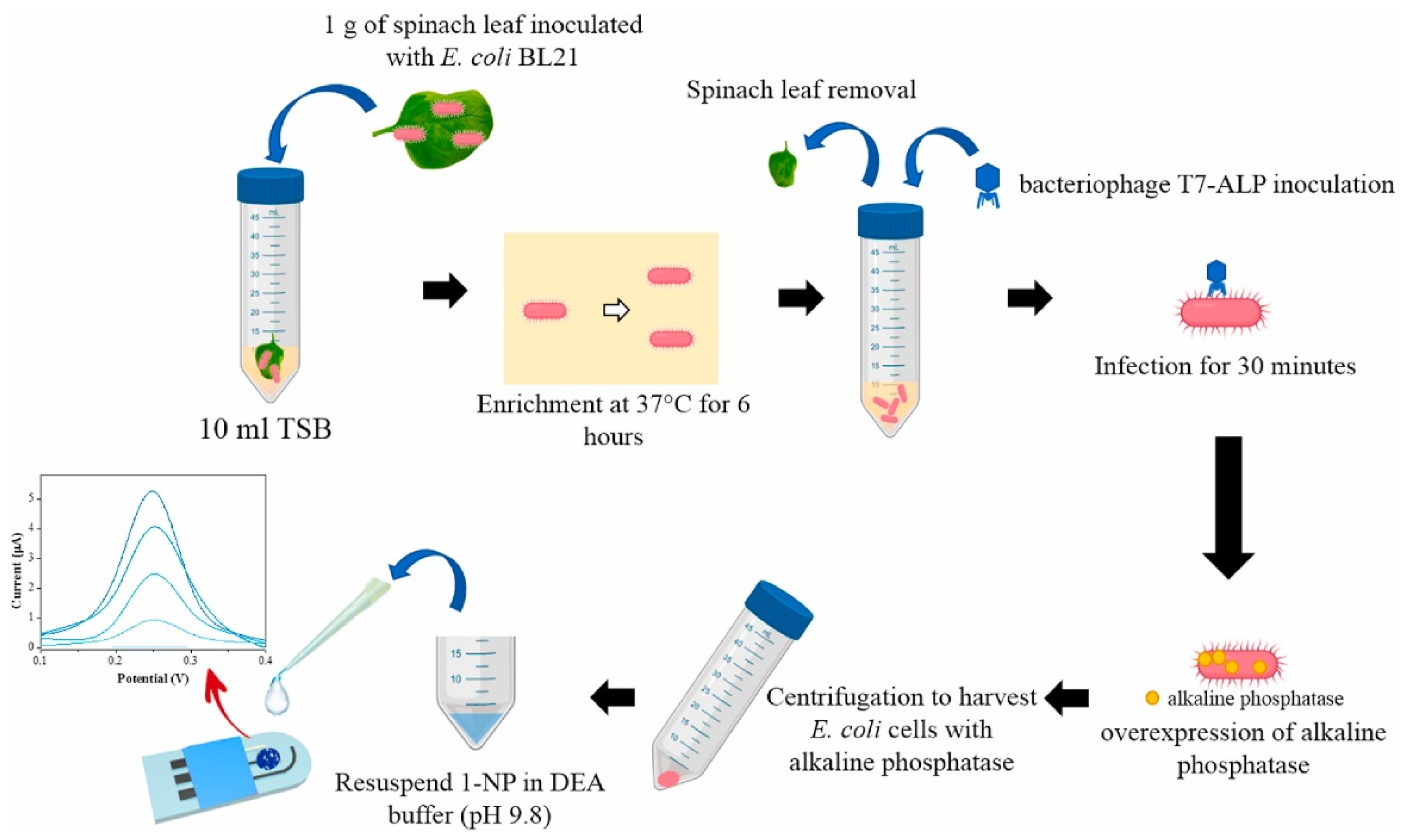 Biosensors 12 00959 g005