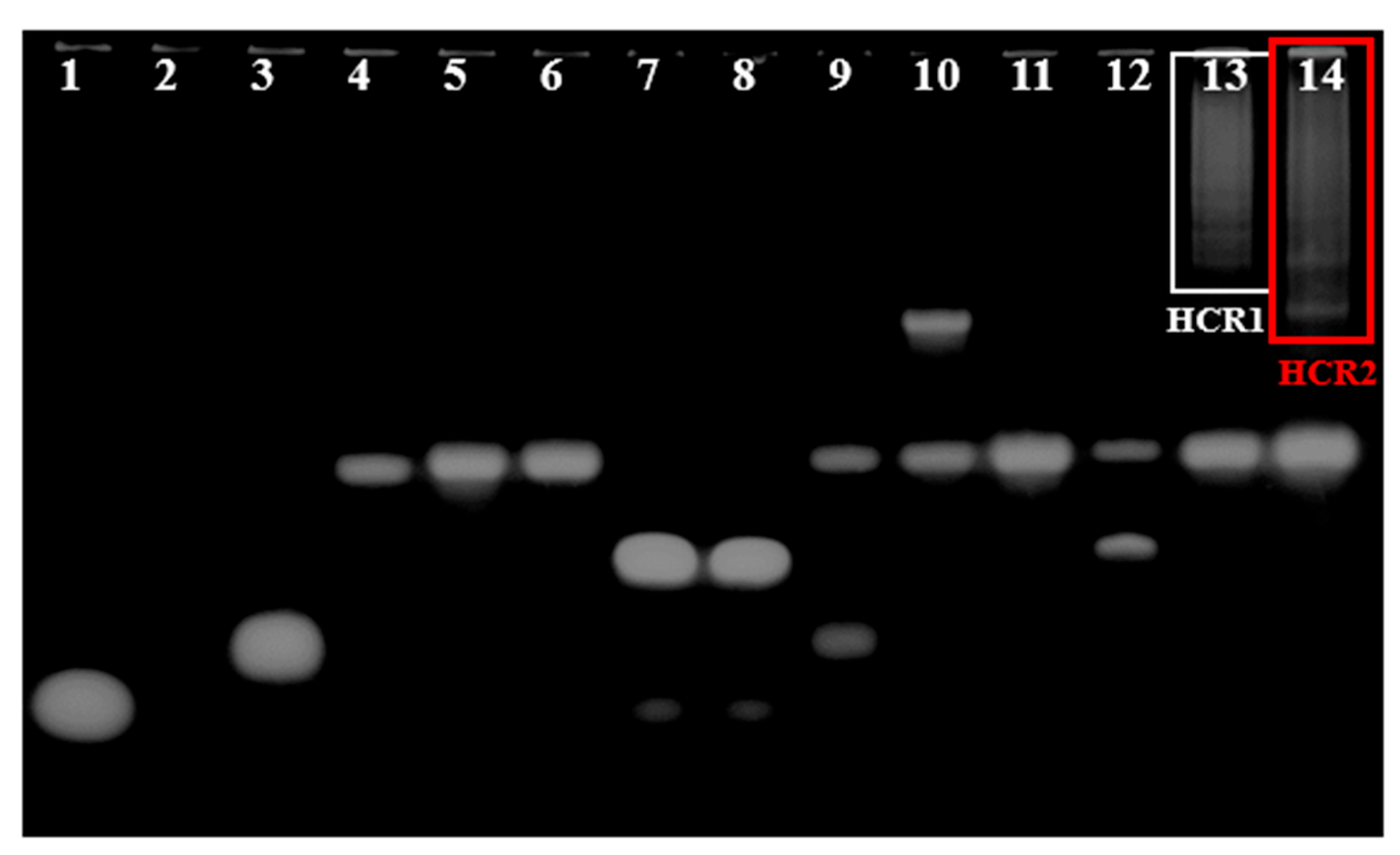 Biosensors 12 00989 g001