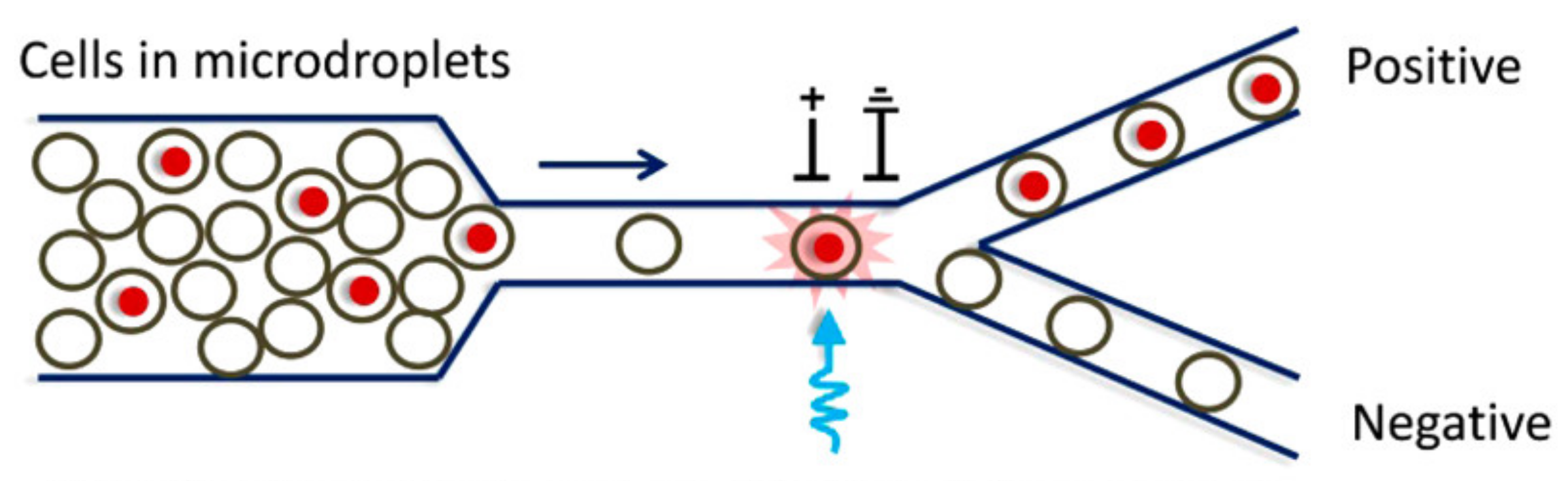 Biosensors 12 01024 g010