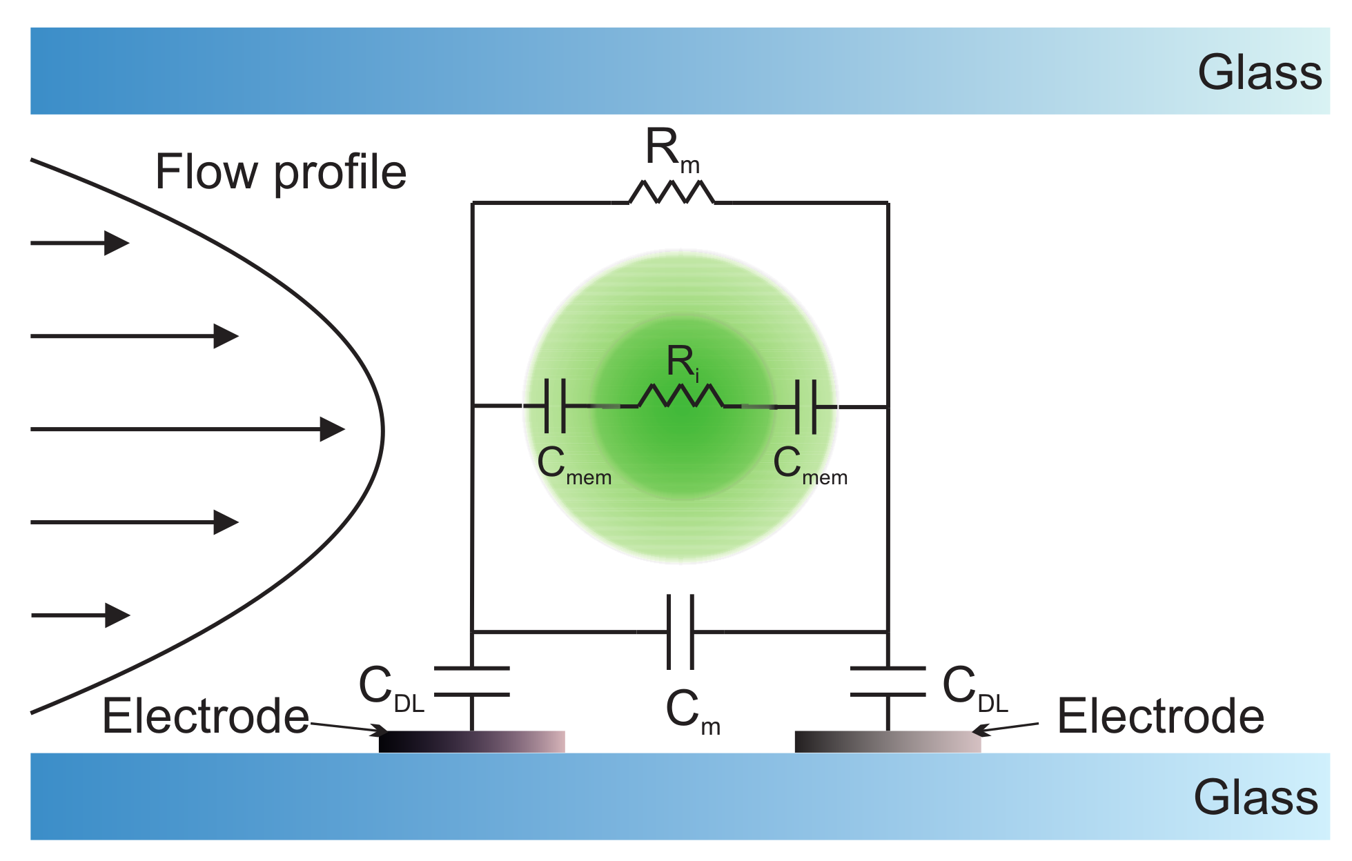 Biosensors 12 01024 g012