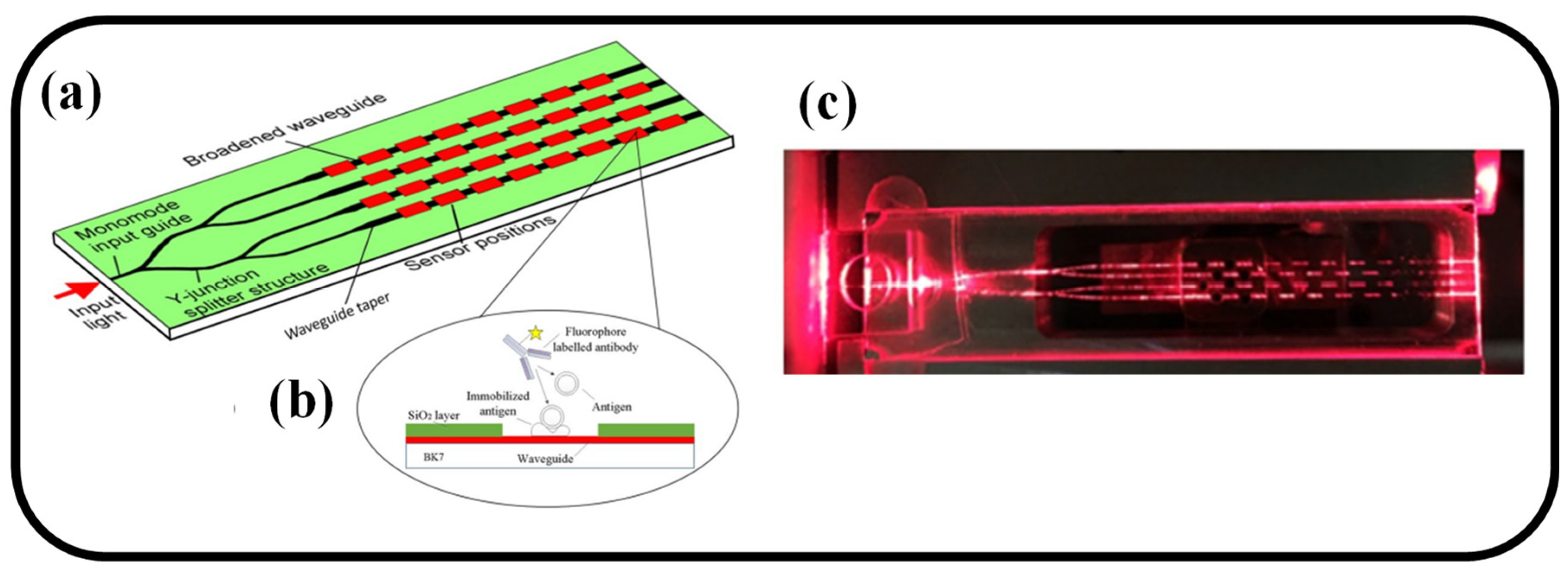 Biosensors 12 01038 g006