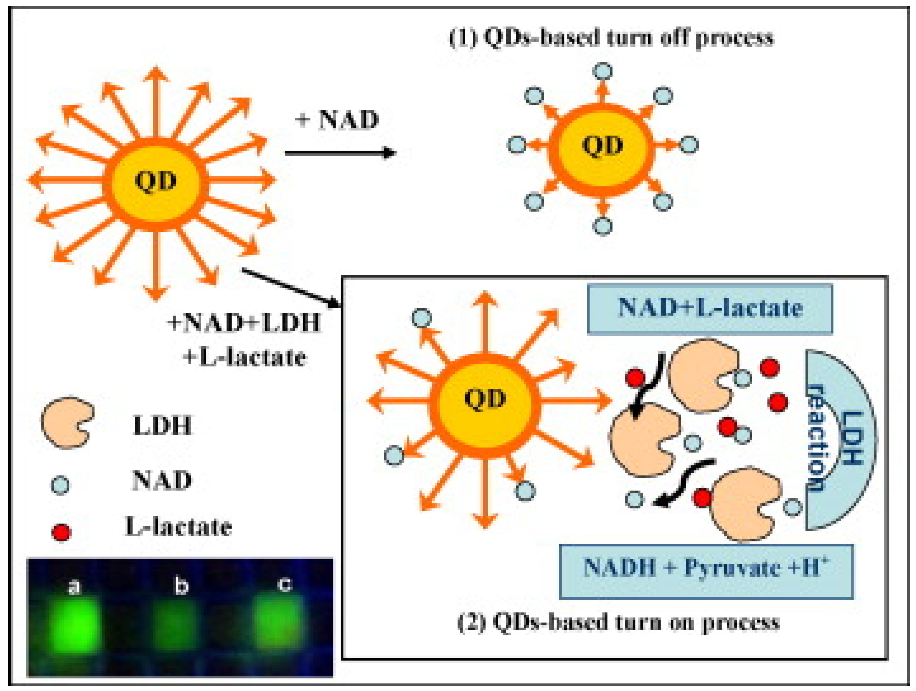 Biosensors 12 01145 g006