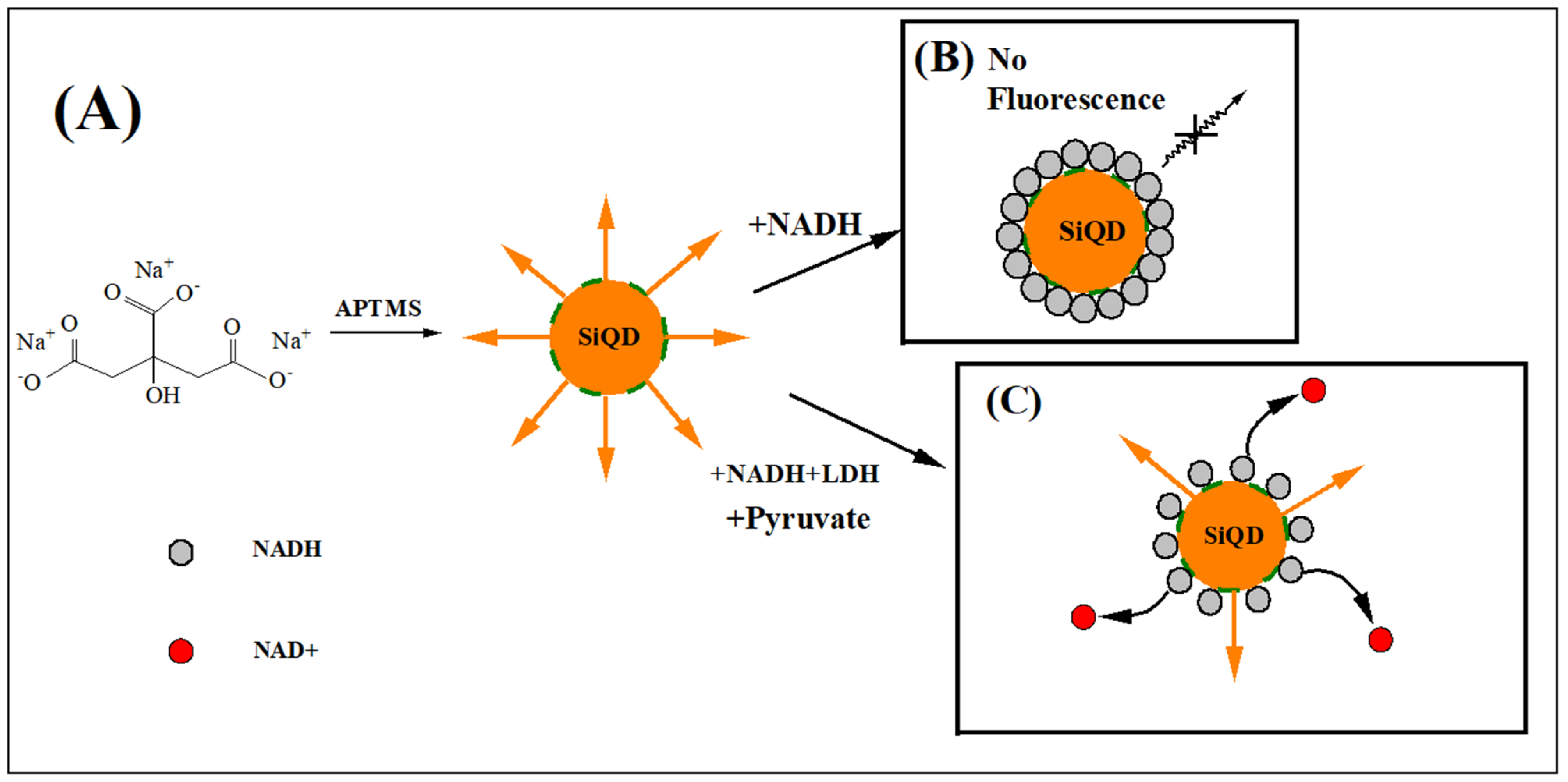 Biosensors 12 01145 g007