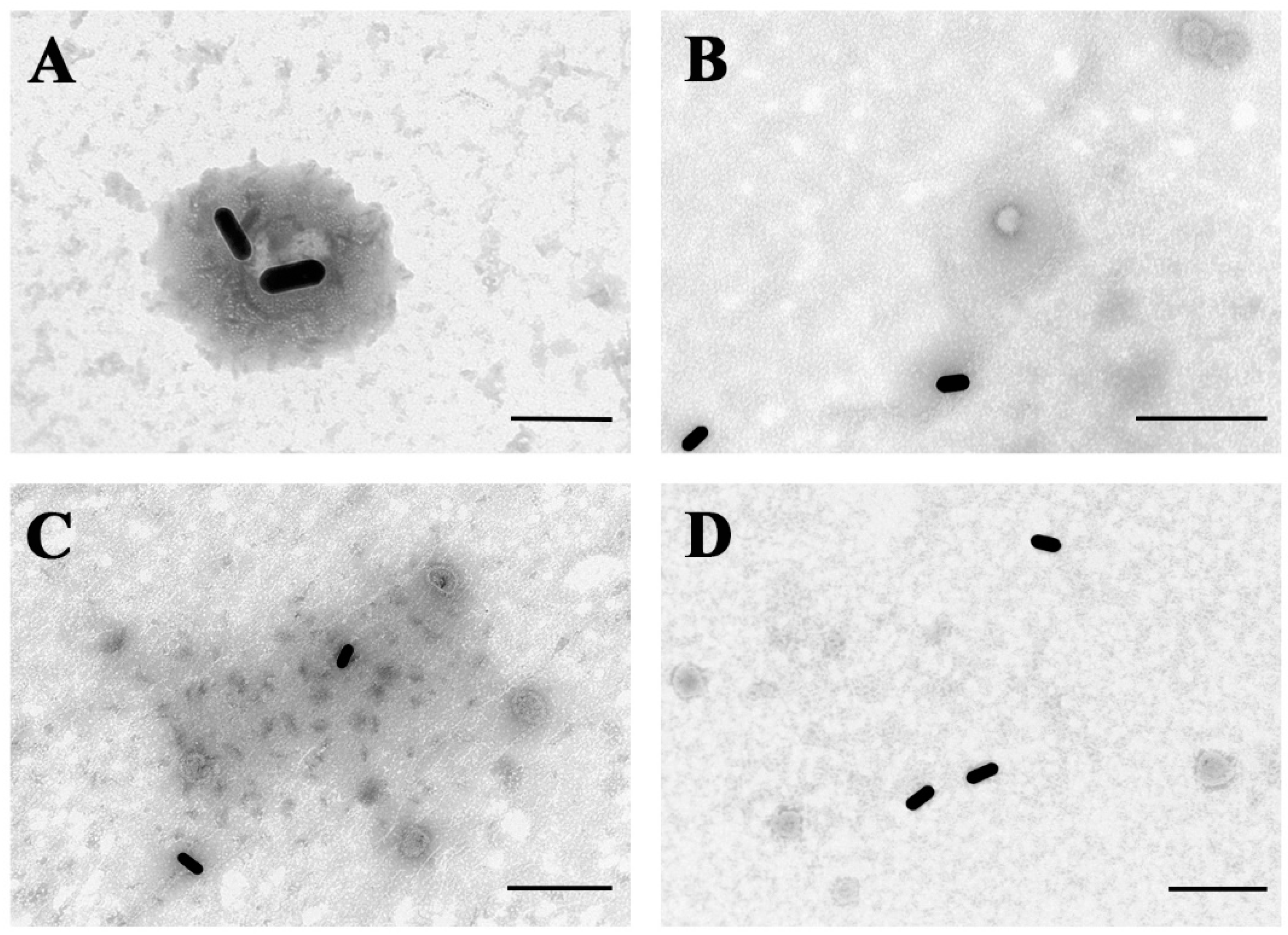 Biosensors 12 01146 g005