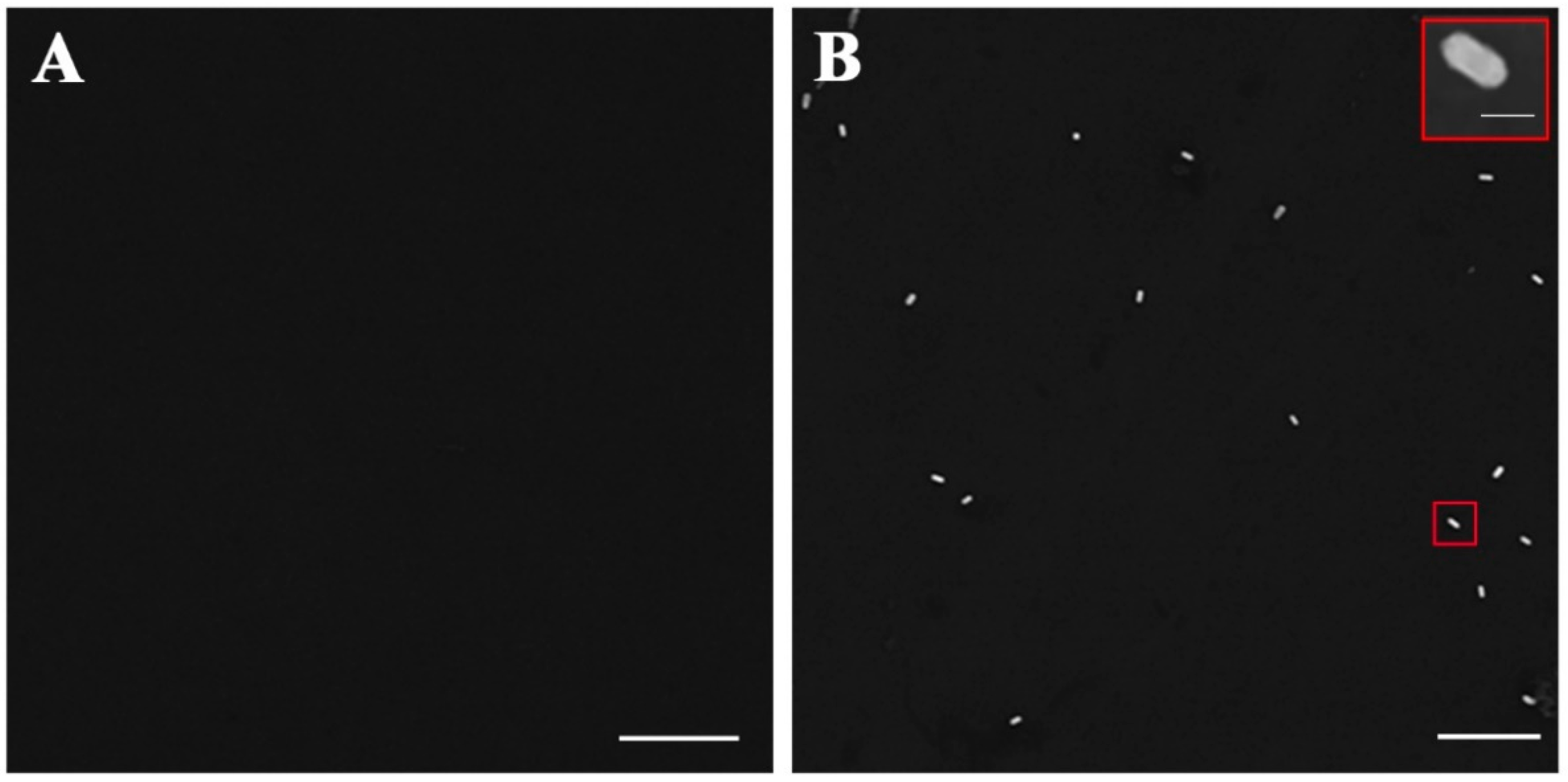 Biosensors 12 01146 g006