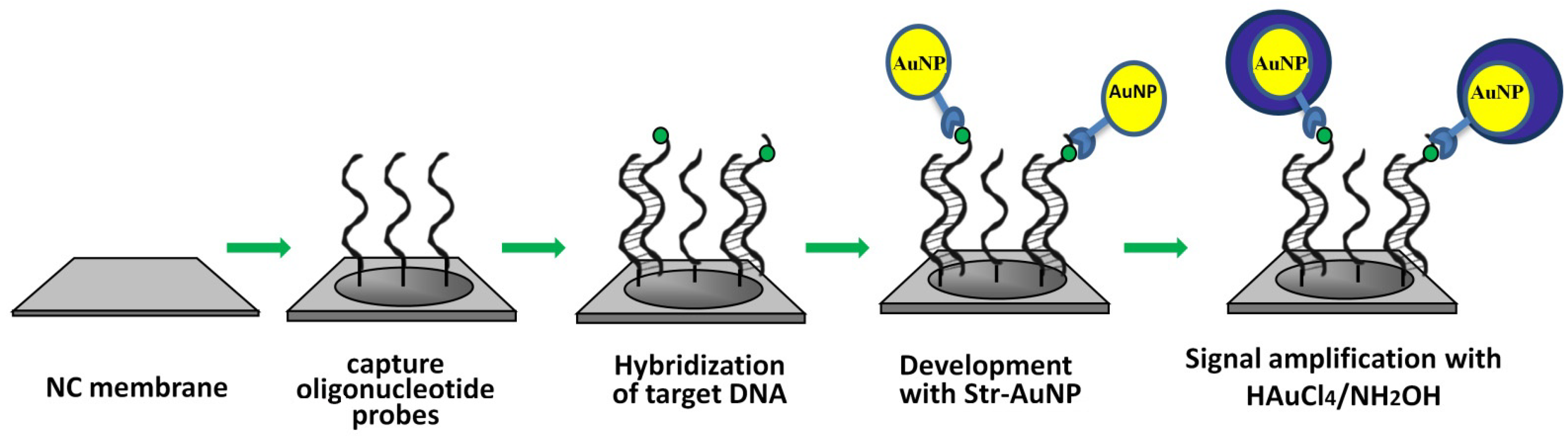 Biosensors 13 00002 g001