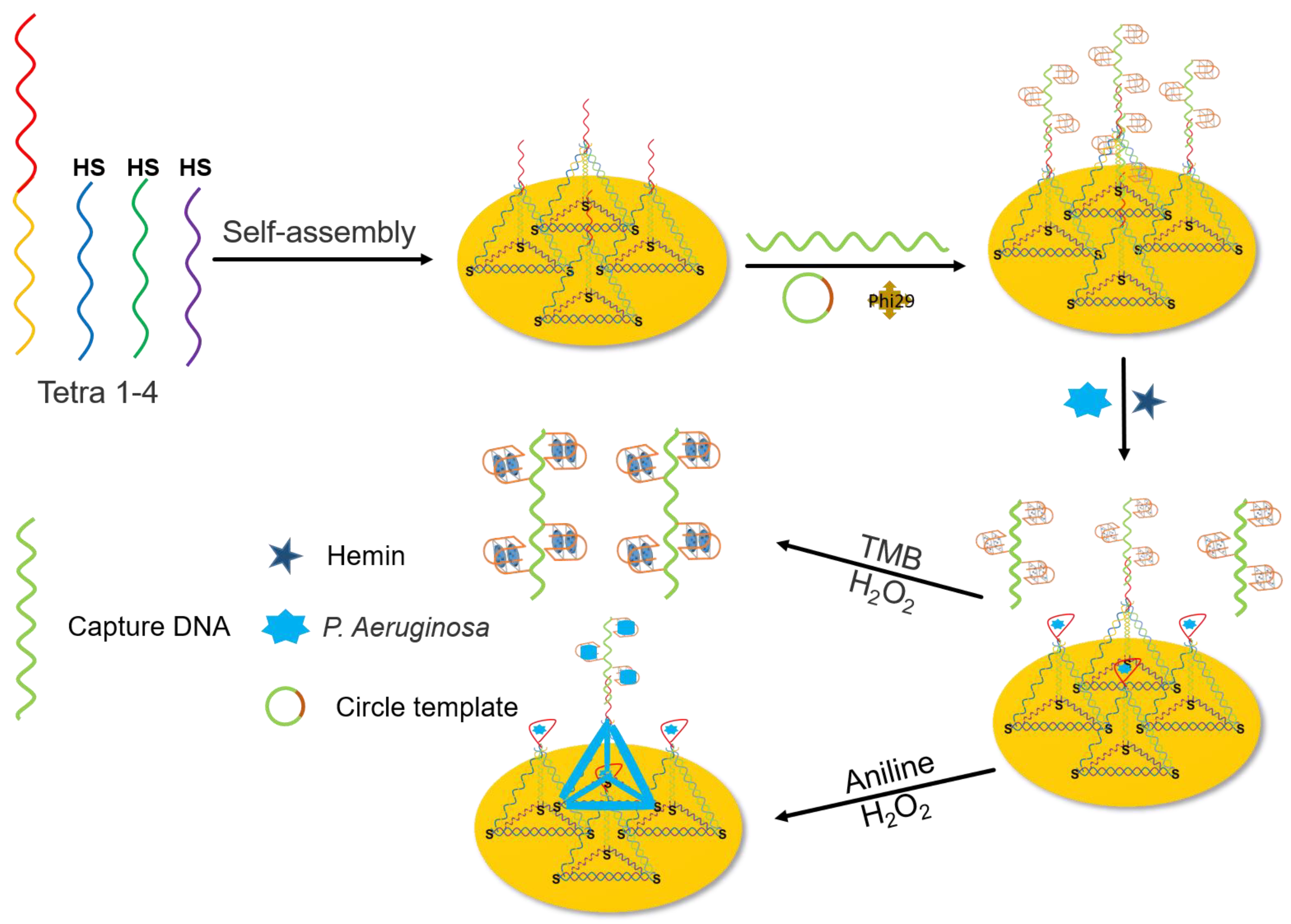 Biosensors 13 00024 sch001