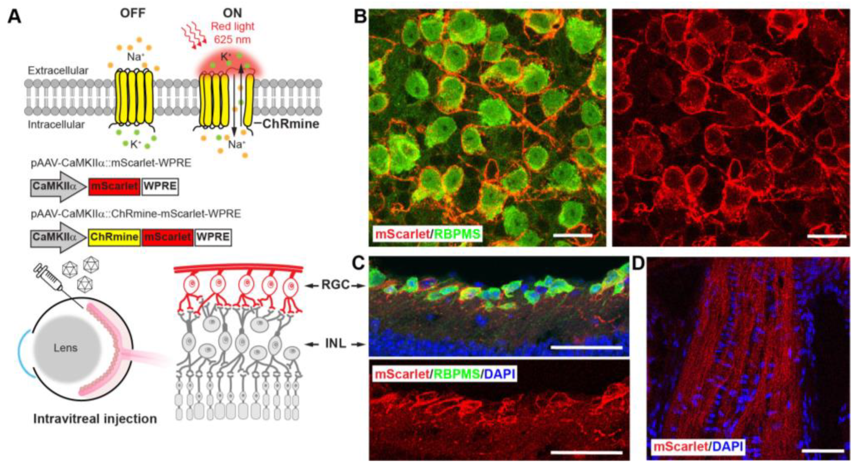 Biosensors 13 00042 g003