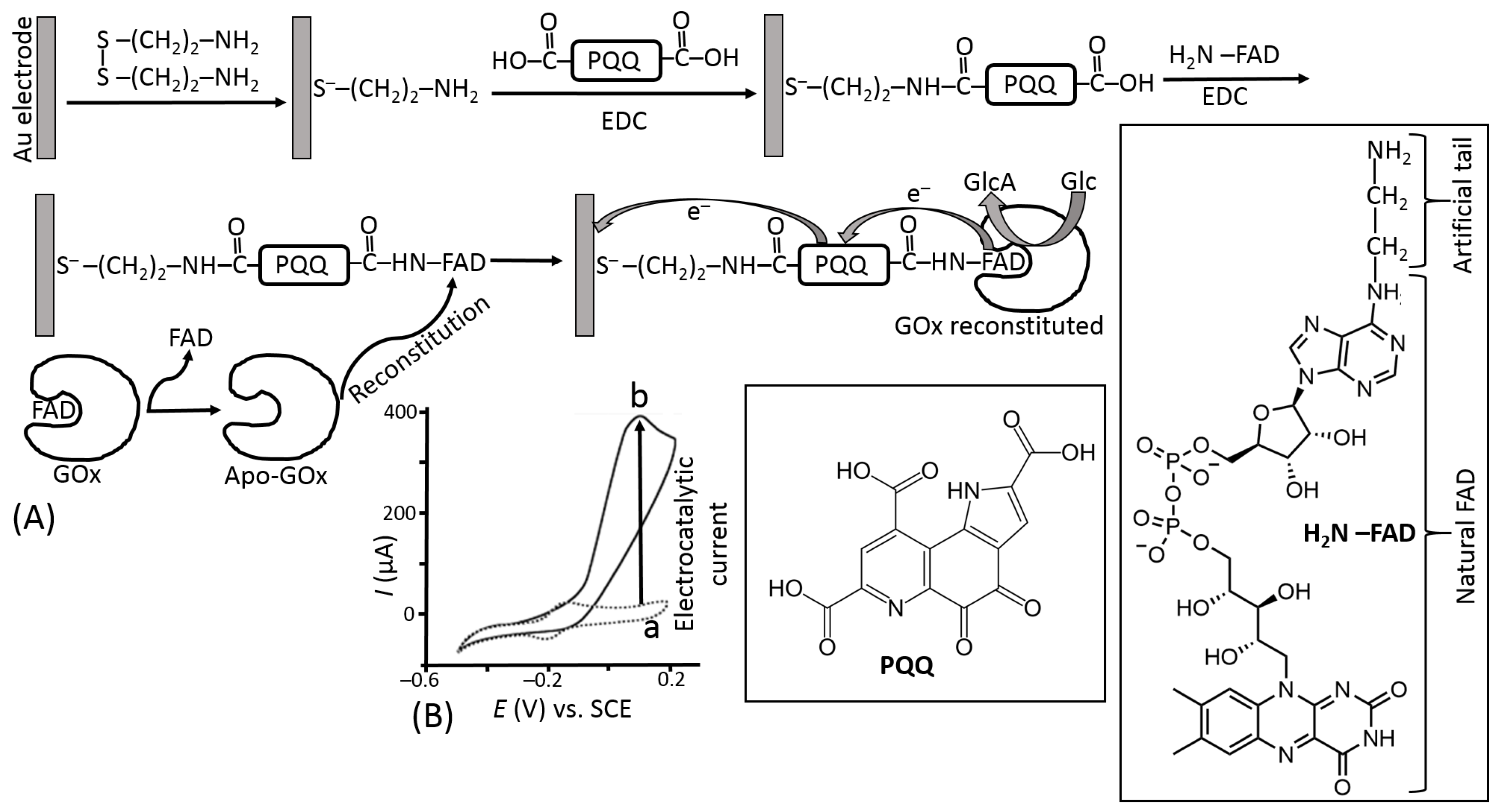 Biosensors 13 00044 g022