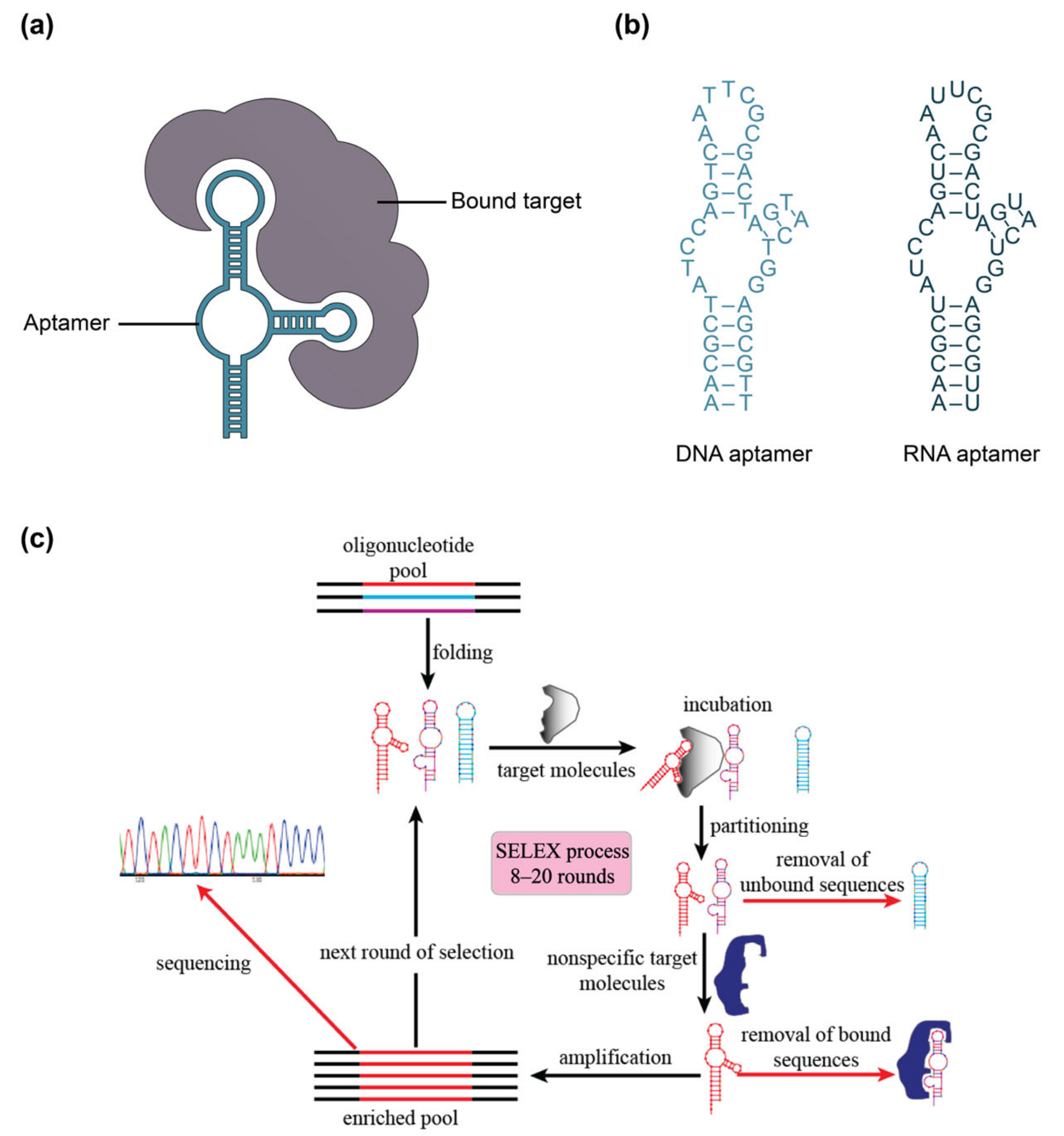 Biosensors 13 00053 g003