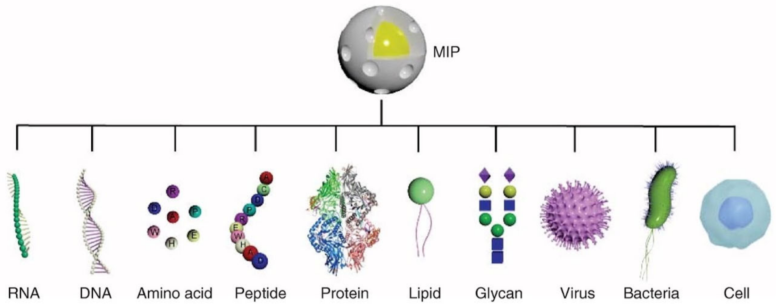 Biosensors 13 00053 g005