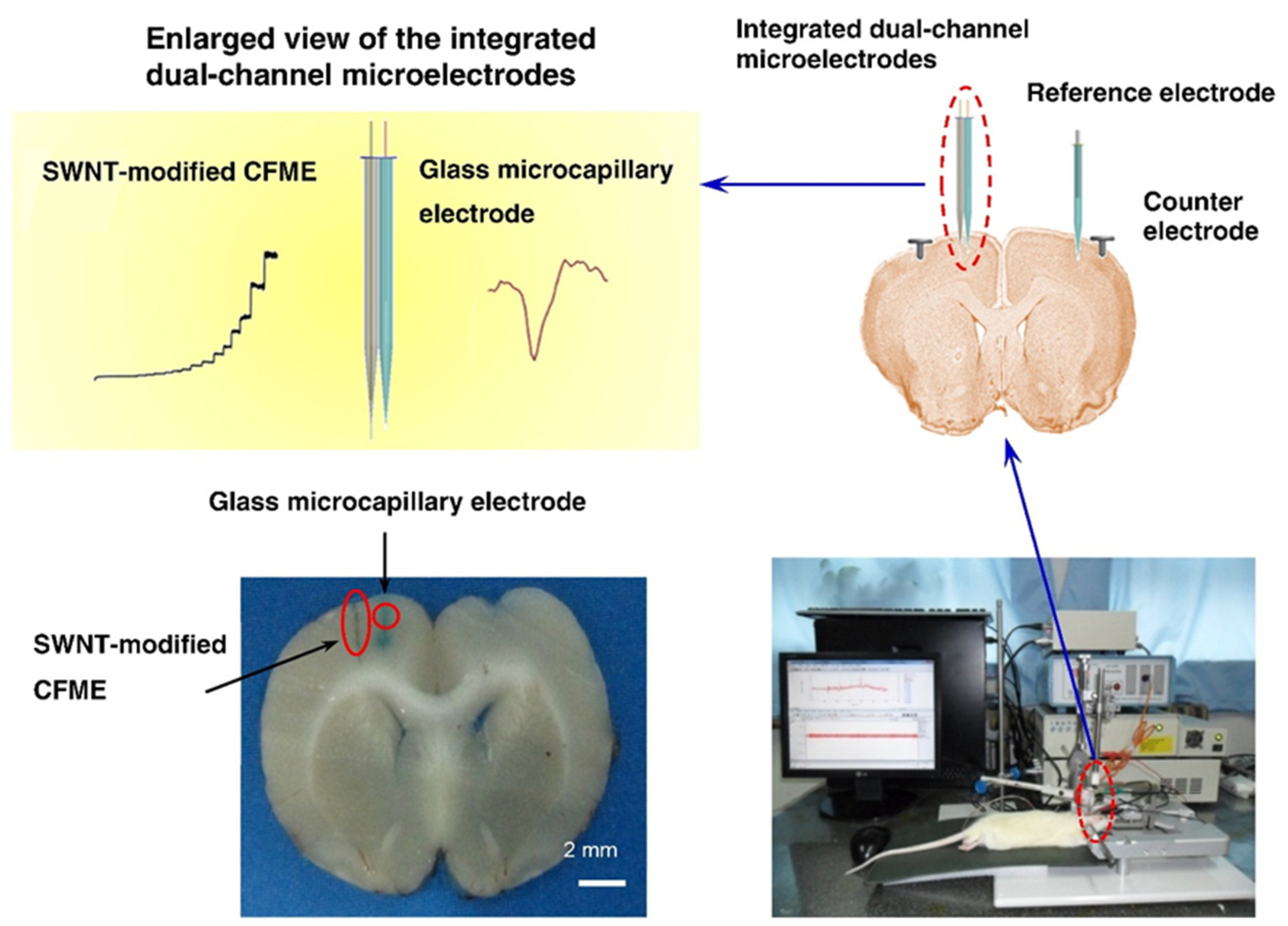 Biosensors 13 00059 g003