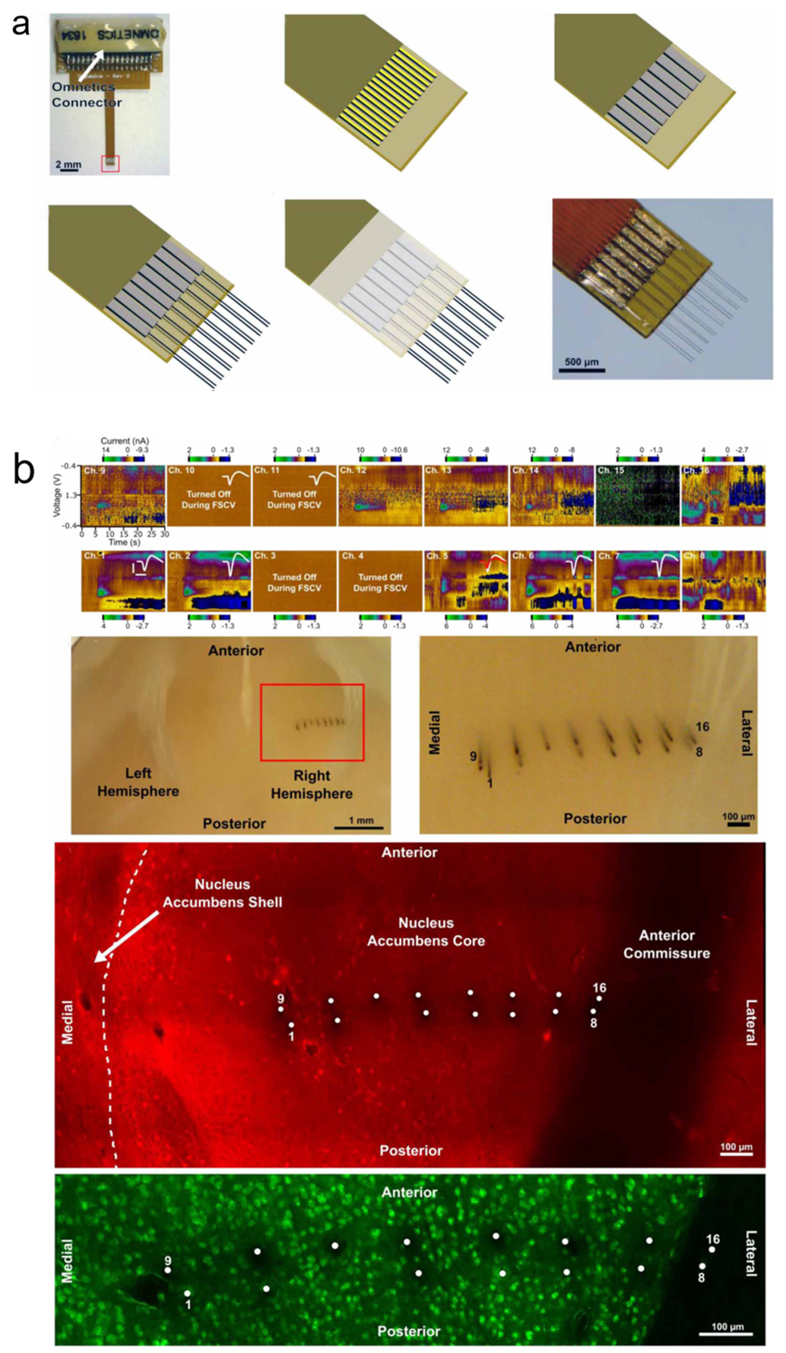 Biosensors 13 00059 g004